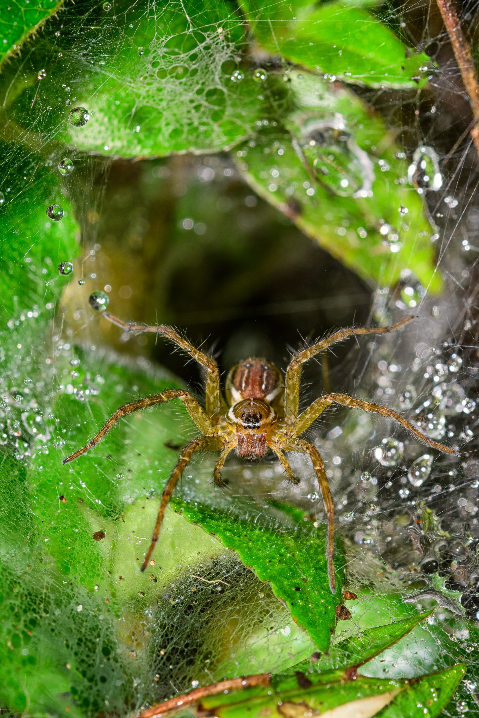 Funnel-web Spider