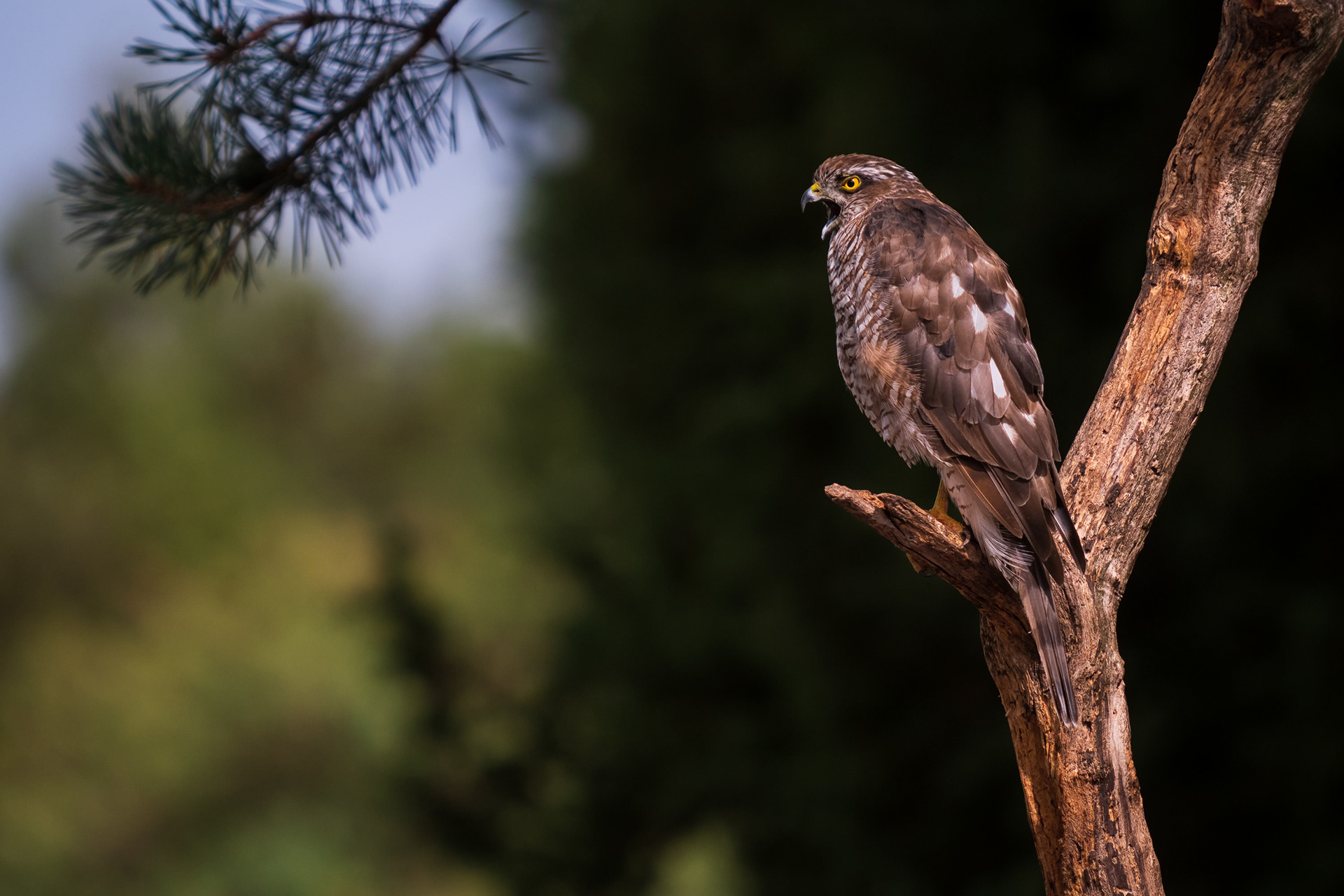 Northern Goshawk