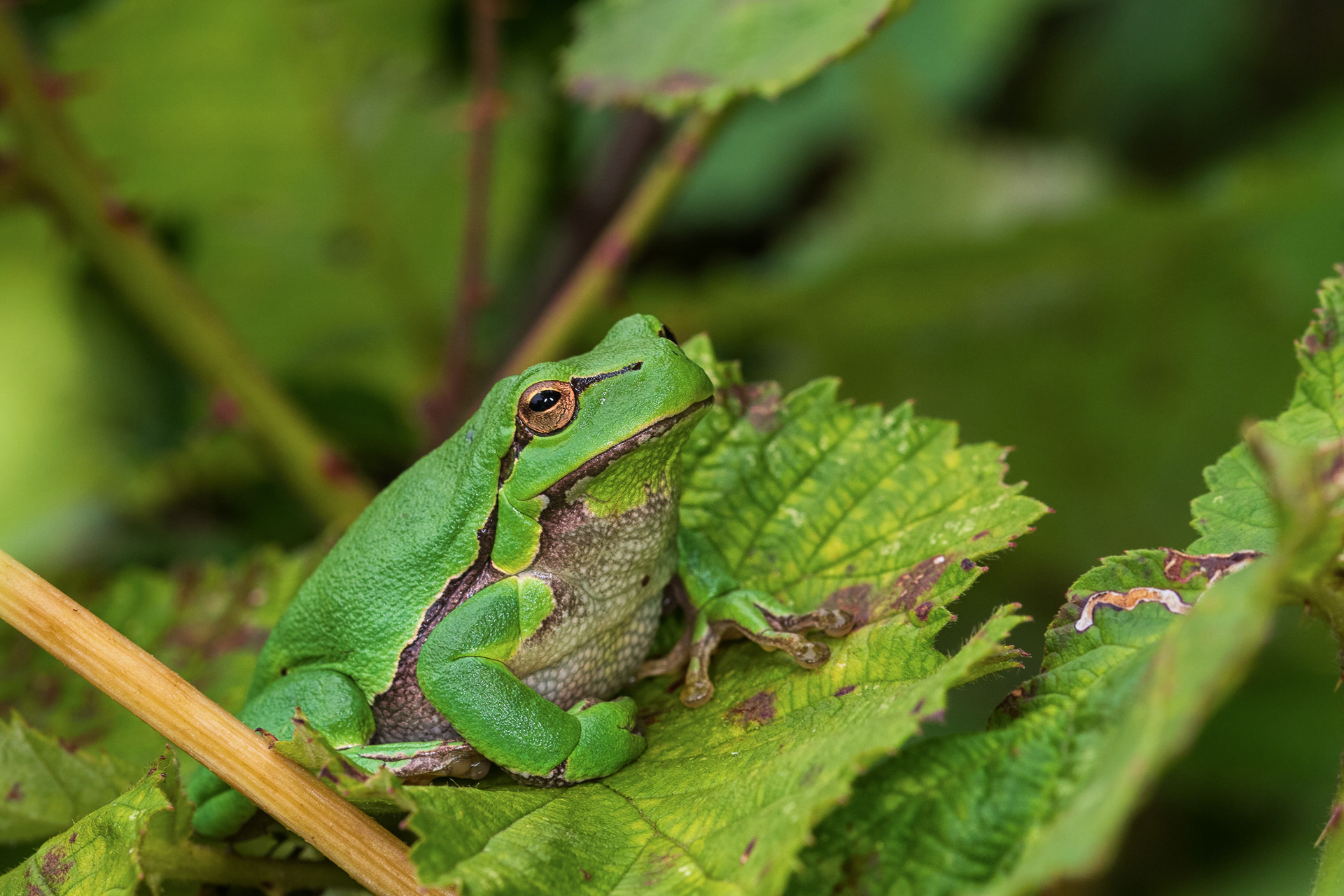 Adult tree frog