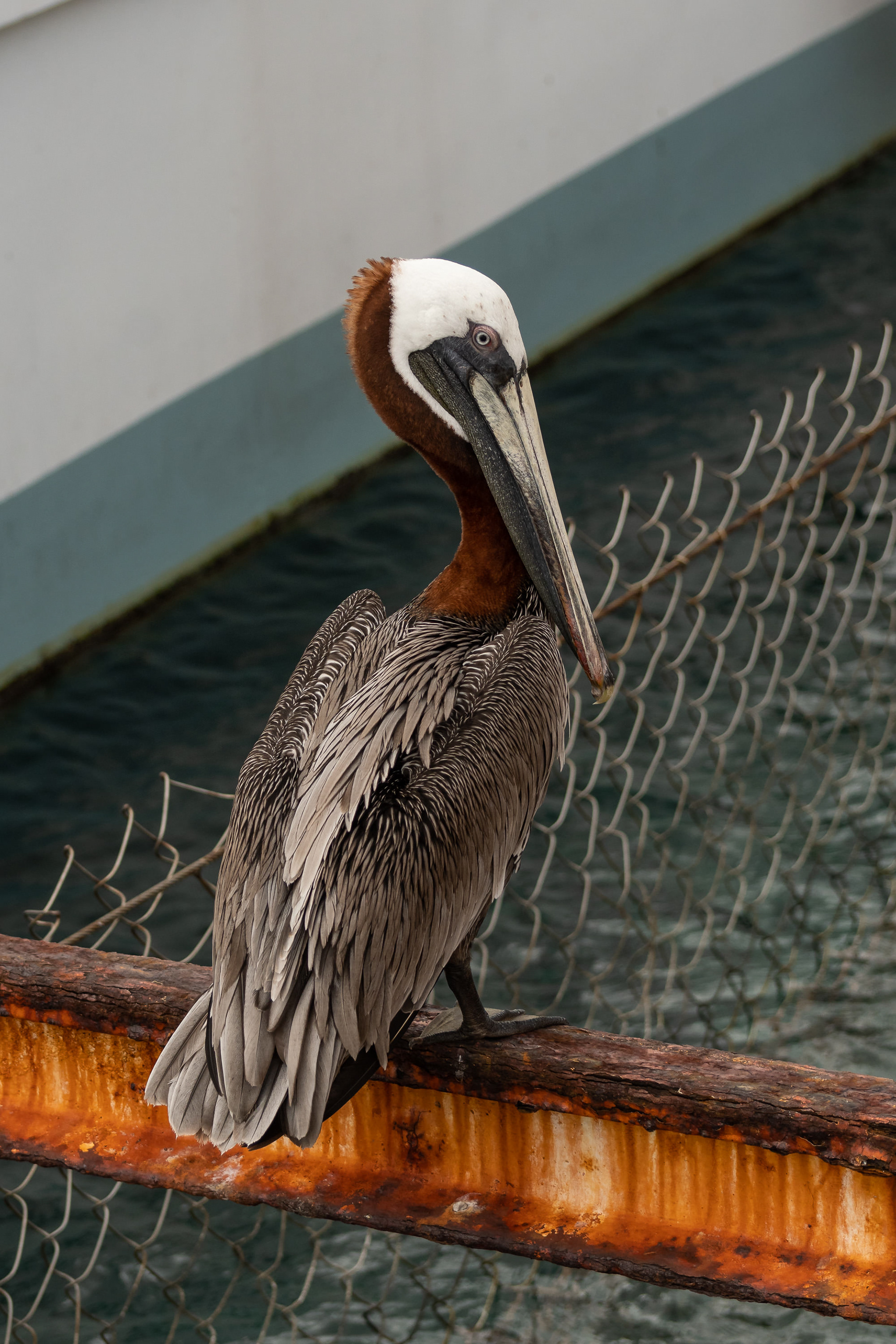 Brown Pelican