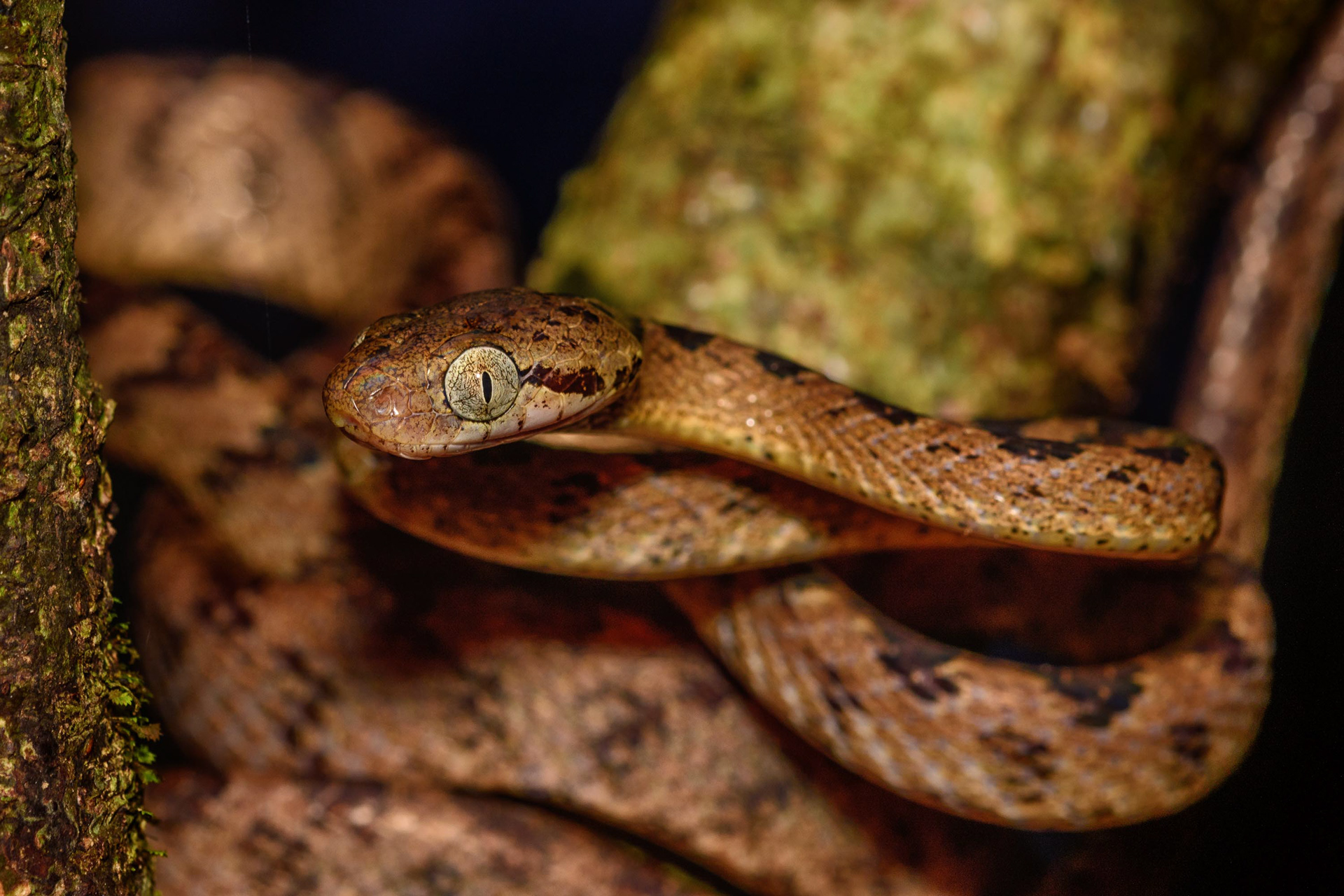 Ceylon Cat Snake