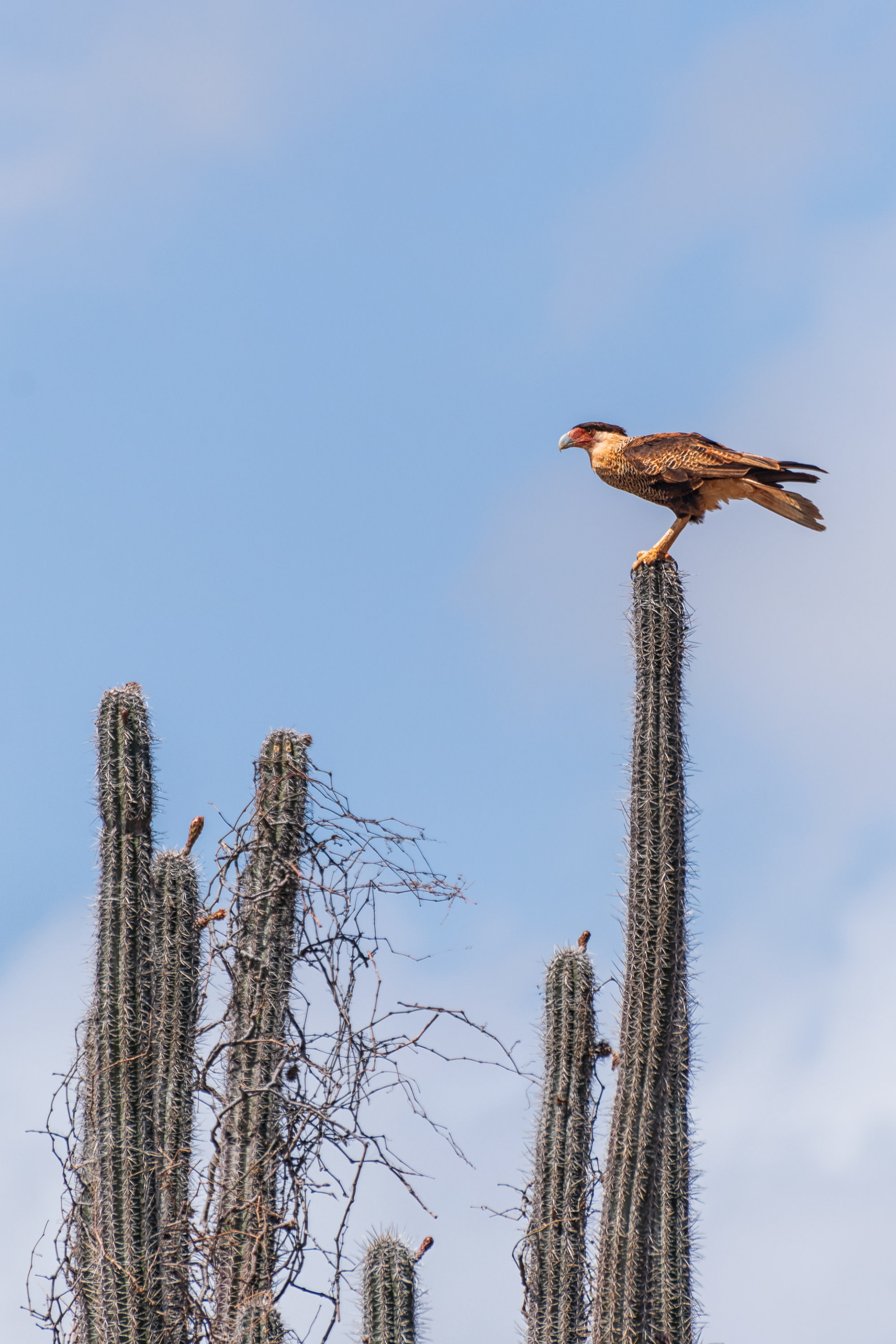 Northern Crested Caracara