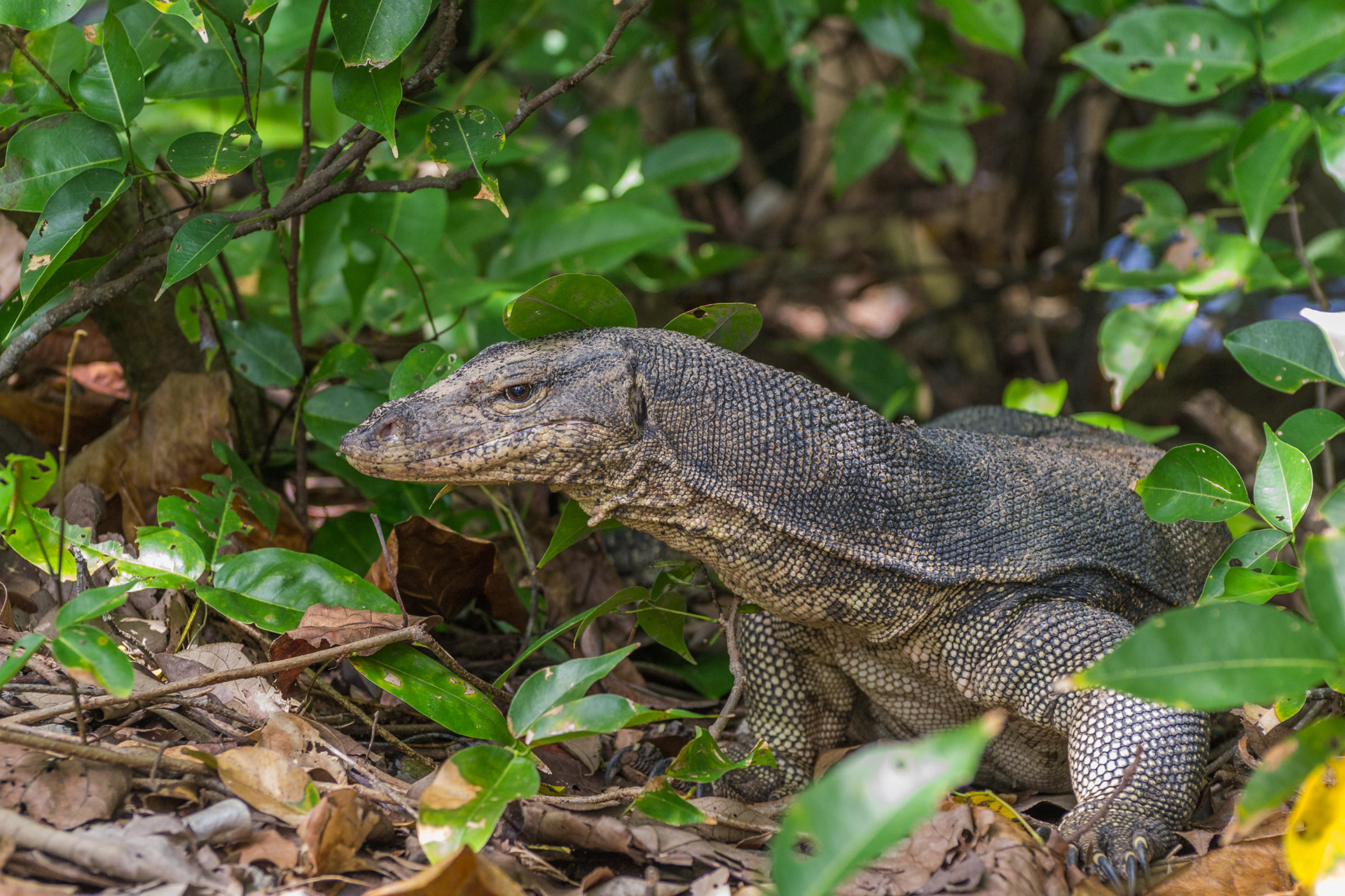 Water Monitor Lizard