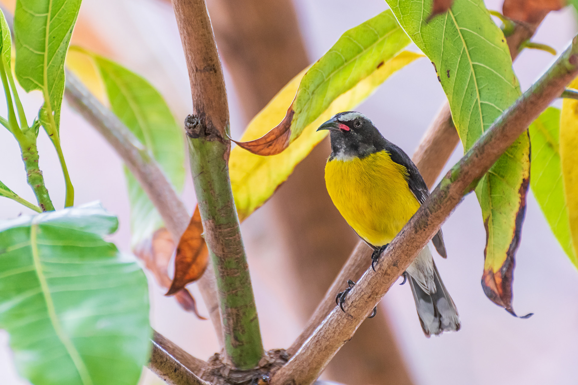 Bananaquit