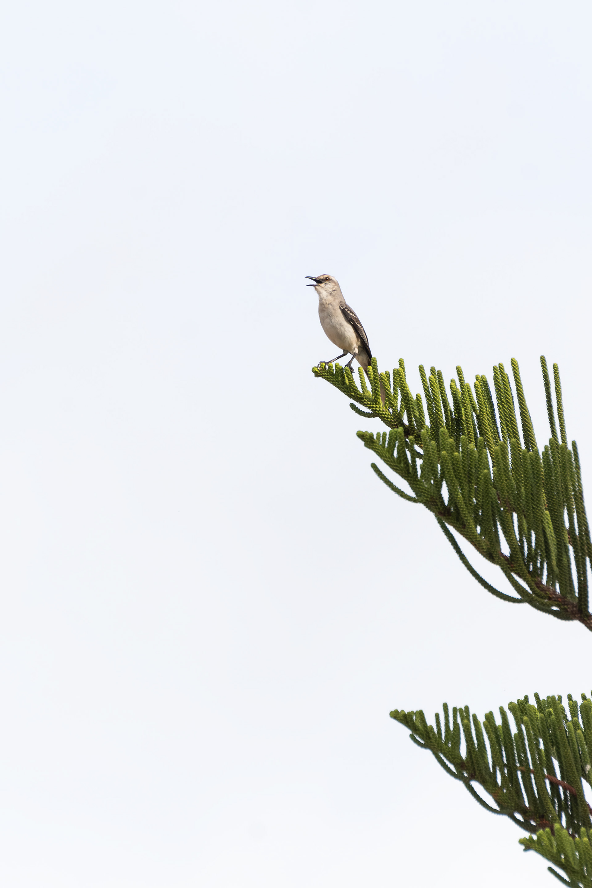 Tropical Mockingbird