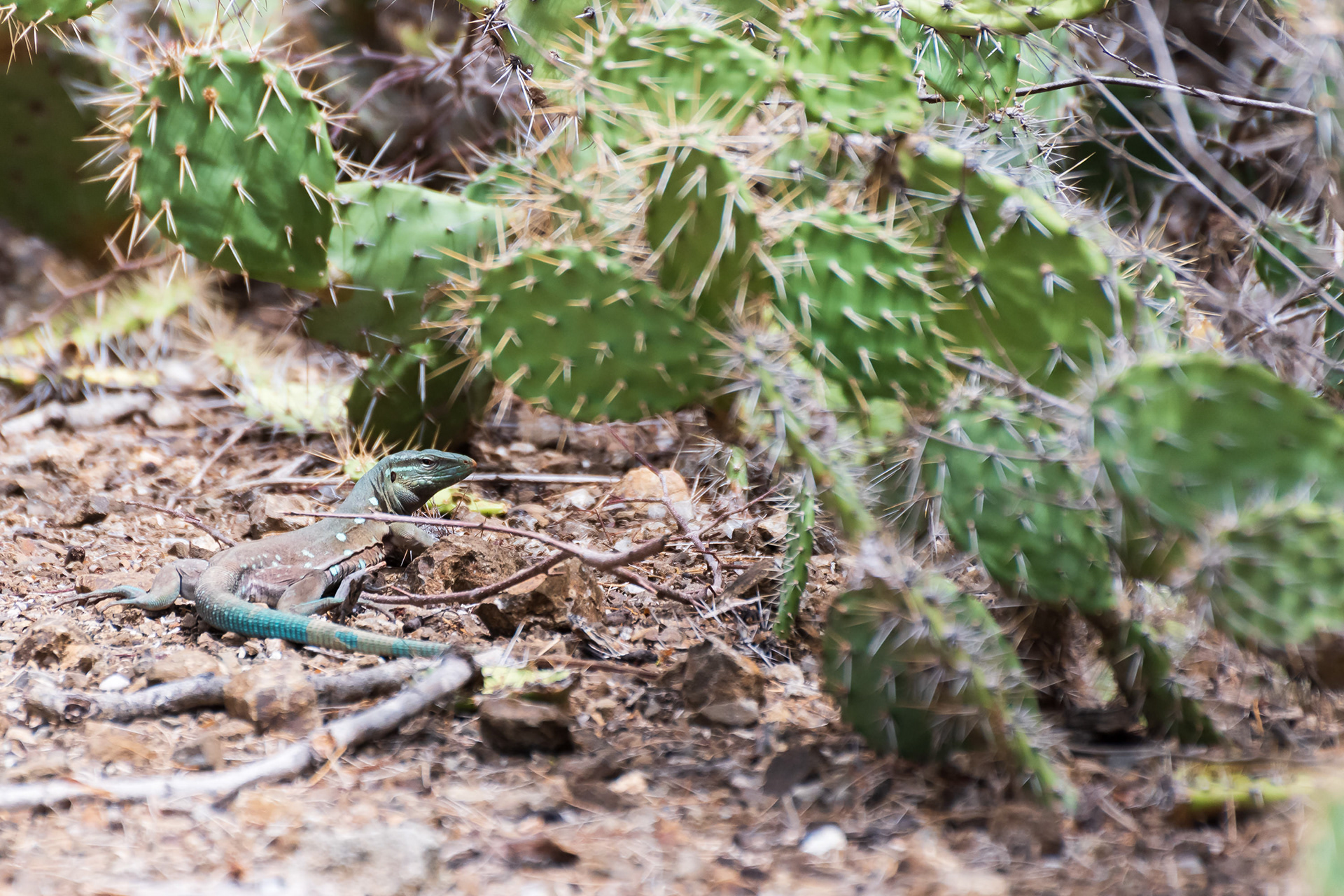 Laurent's Whiptail