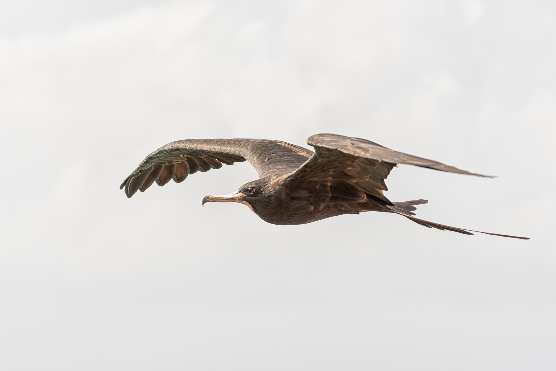 Magnificent frigatebird