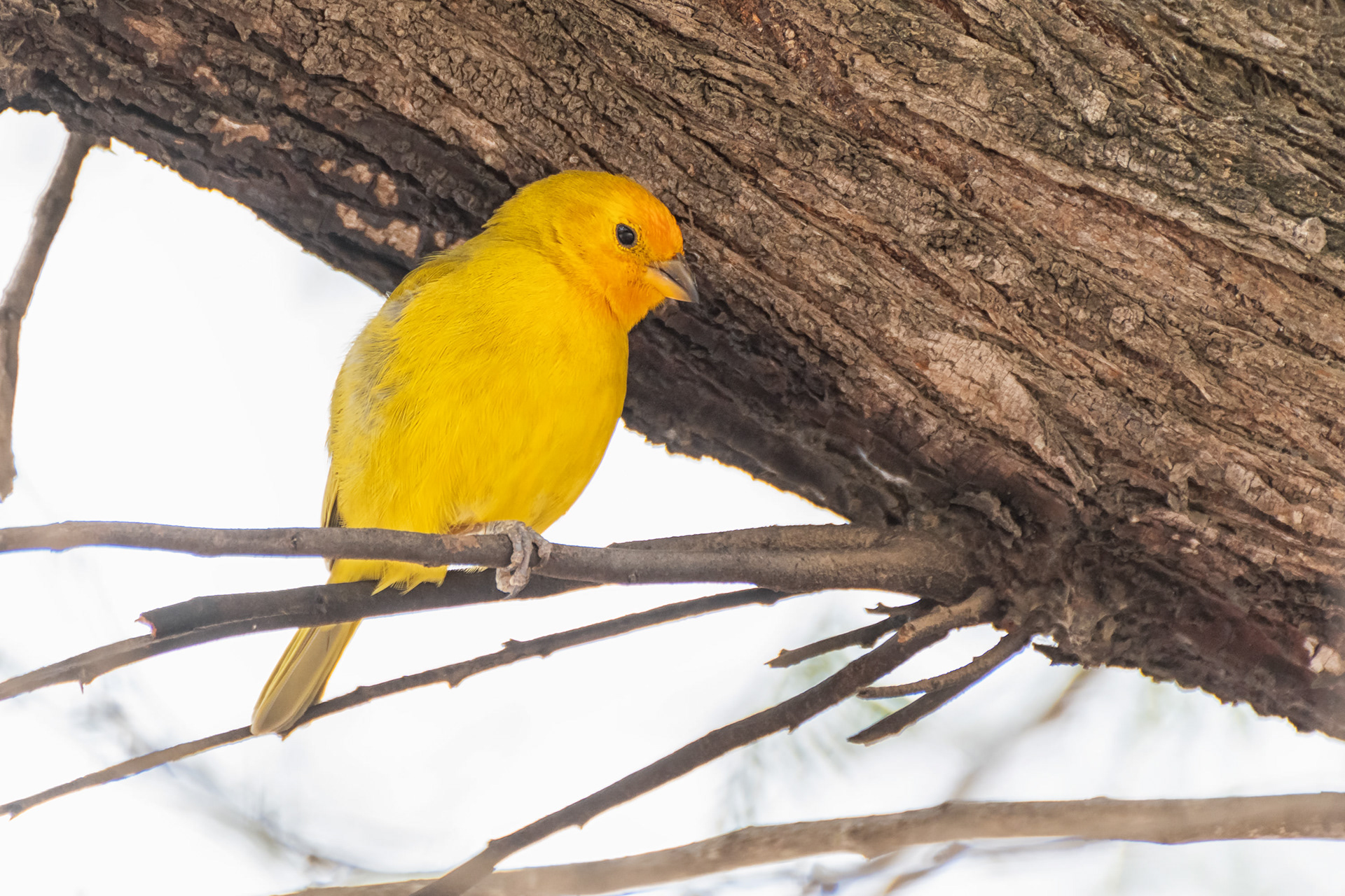 Saffron Finch