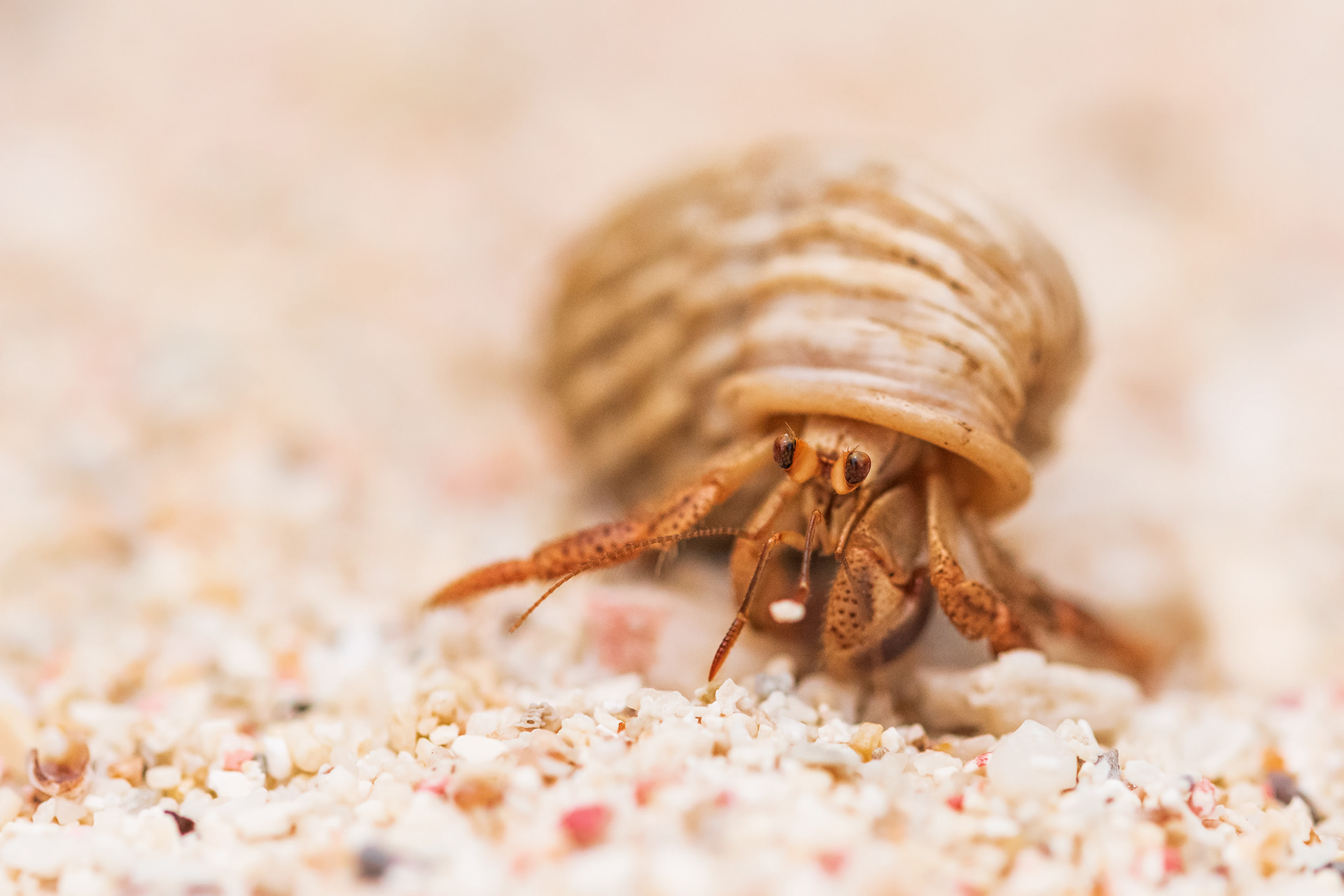 Hermet Crab