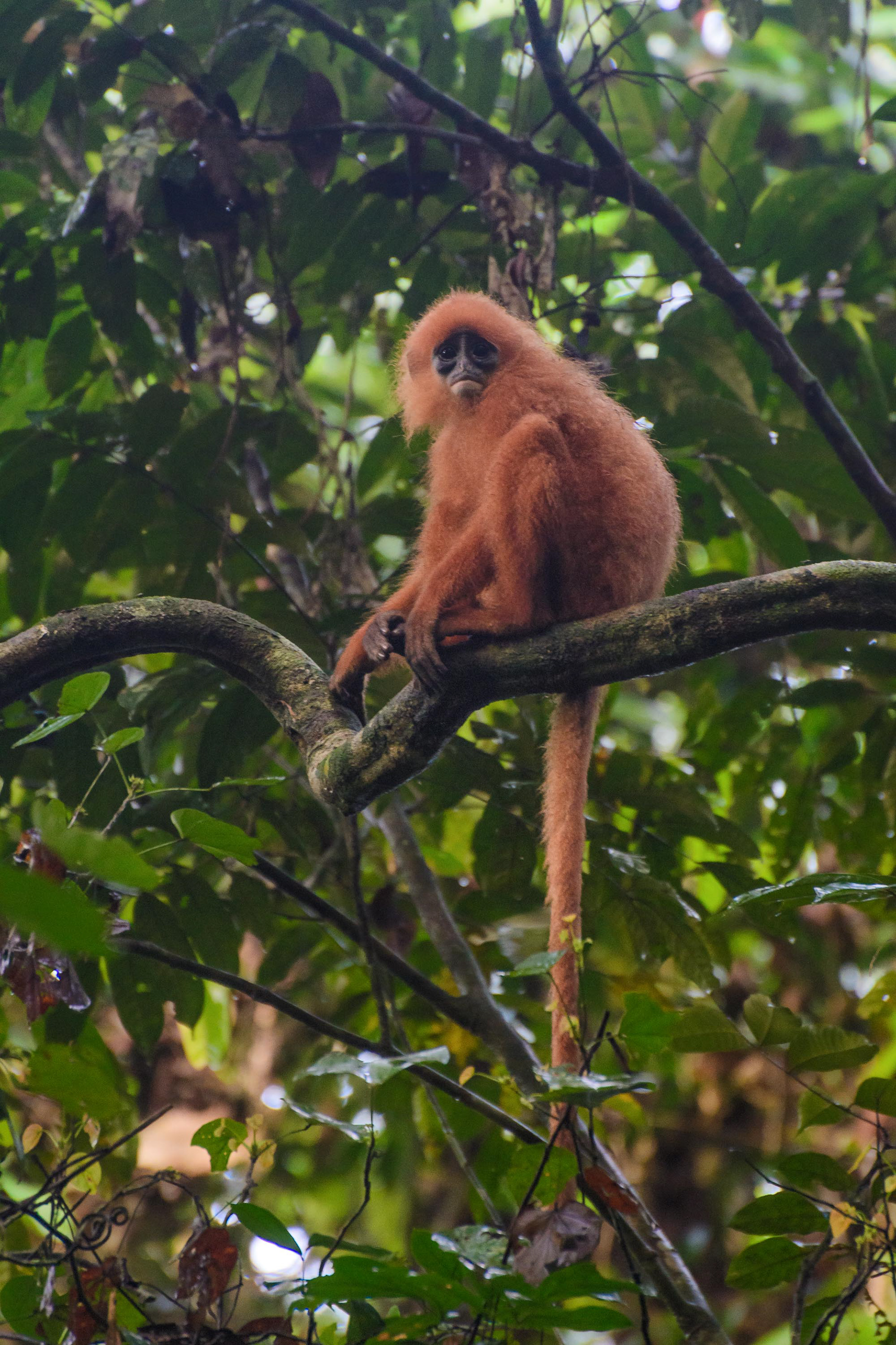 Red Leaf Monkeys