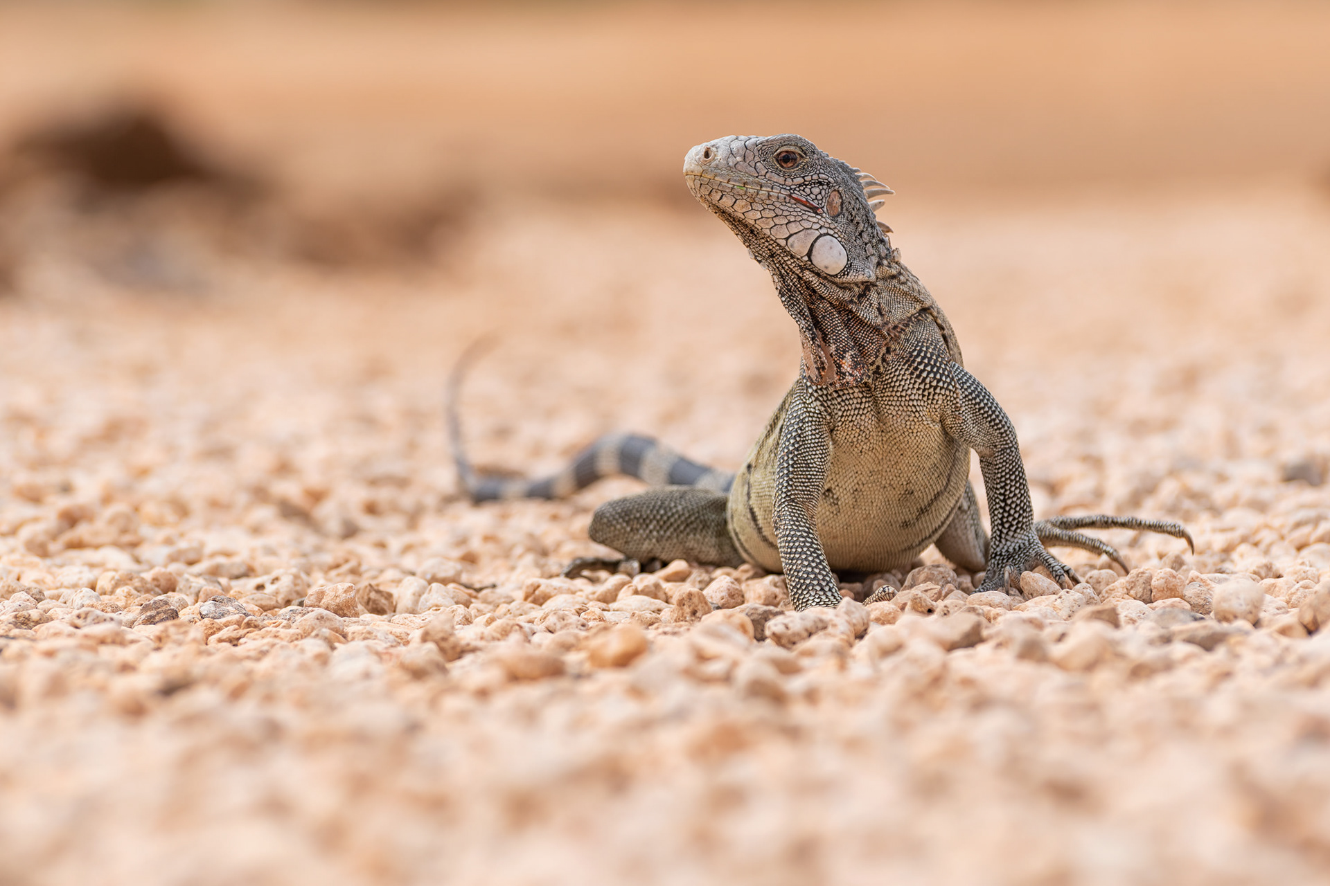 Green Iguana