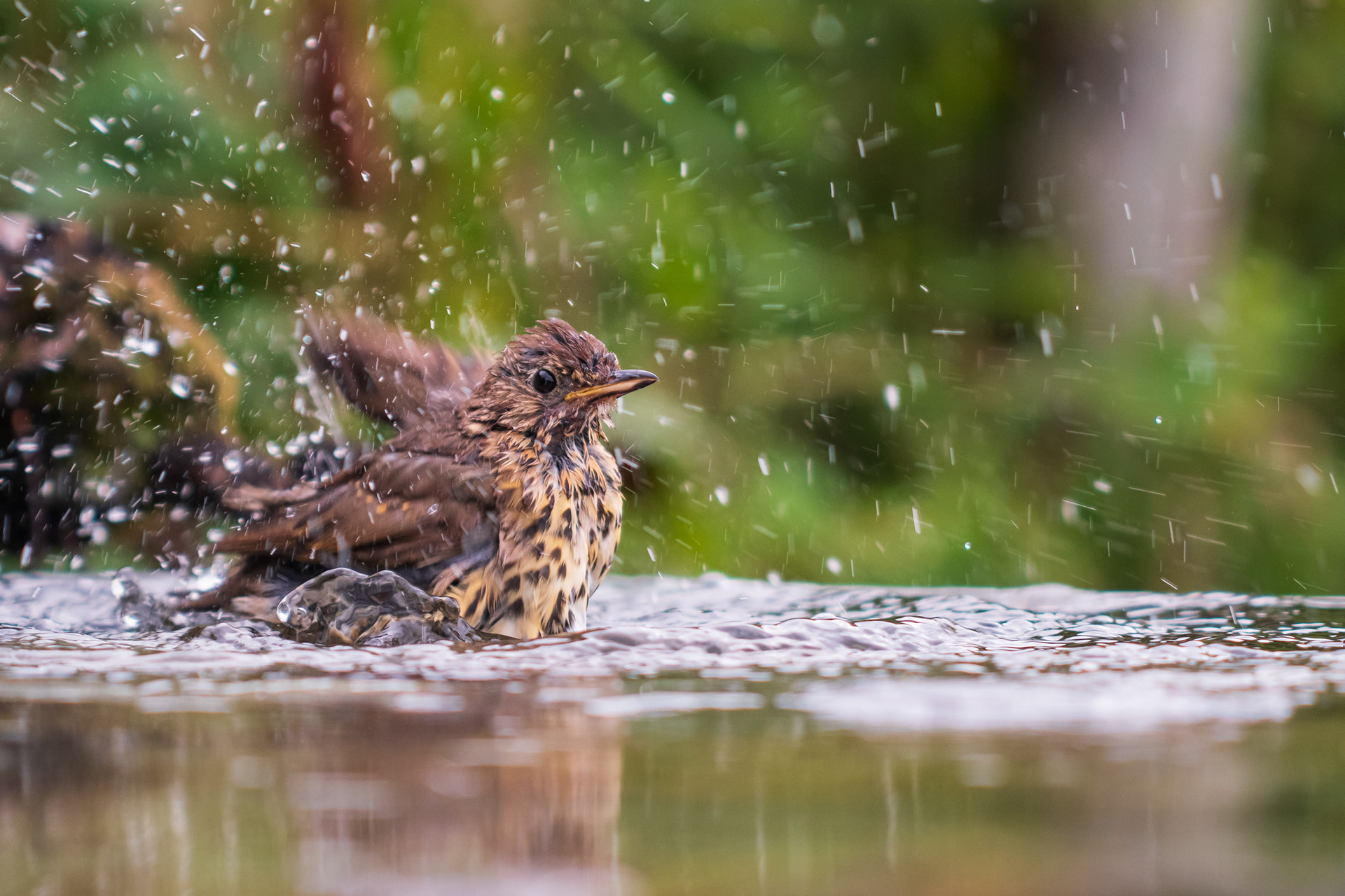Song Thrush taking a bath