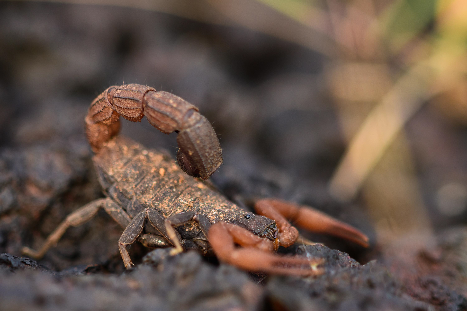 Scorpion