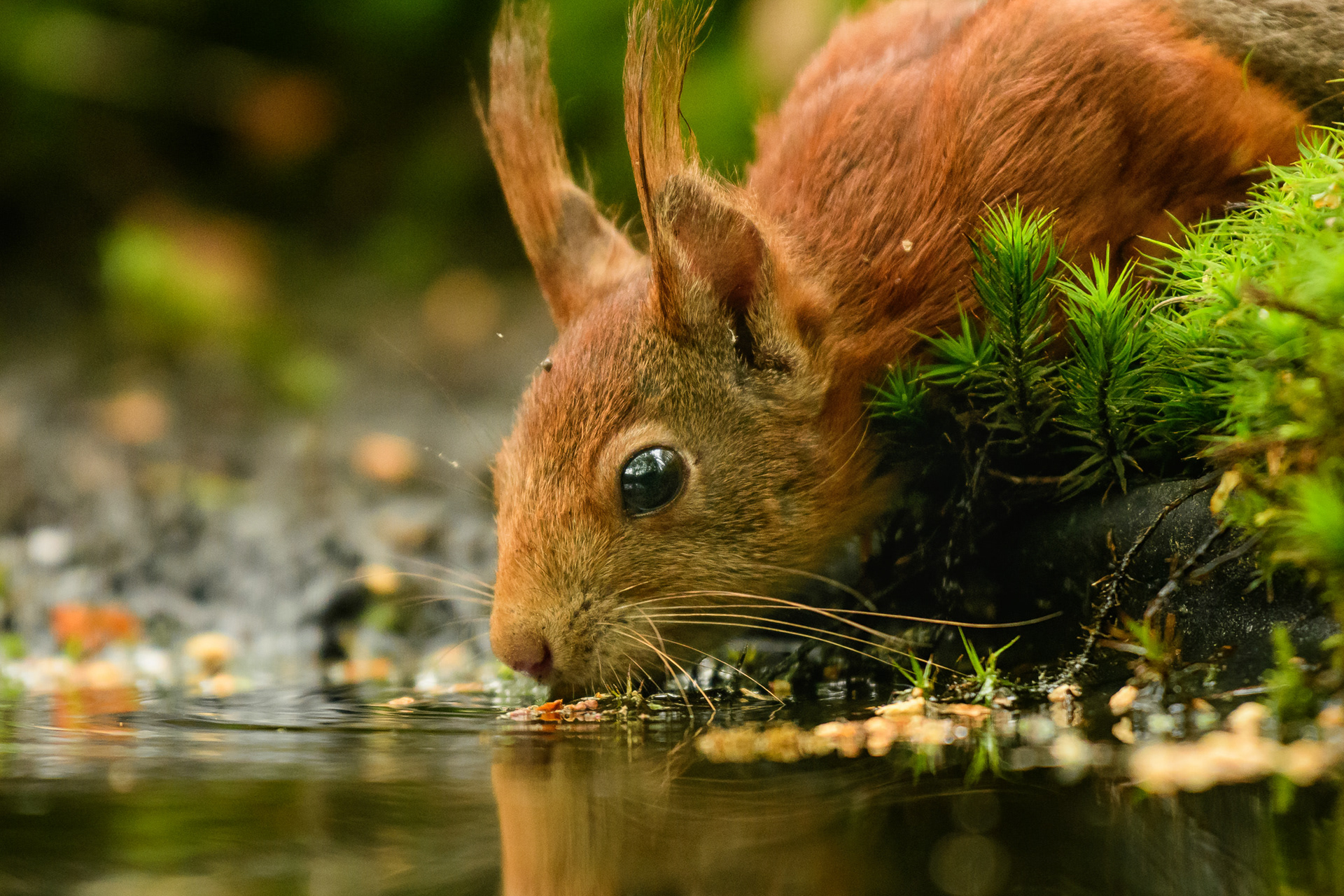 Red Squirrel