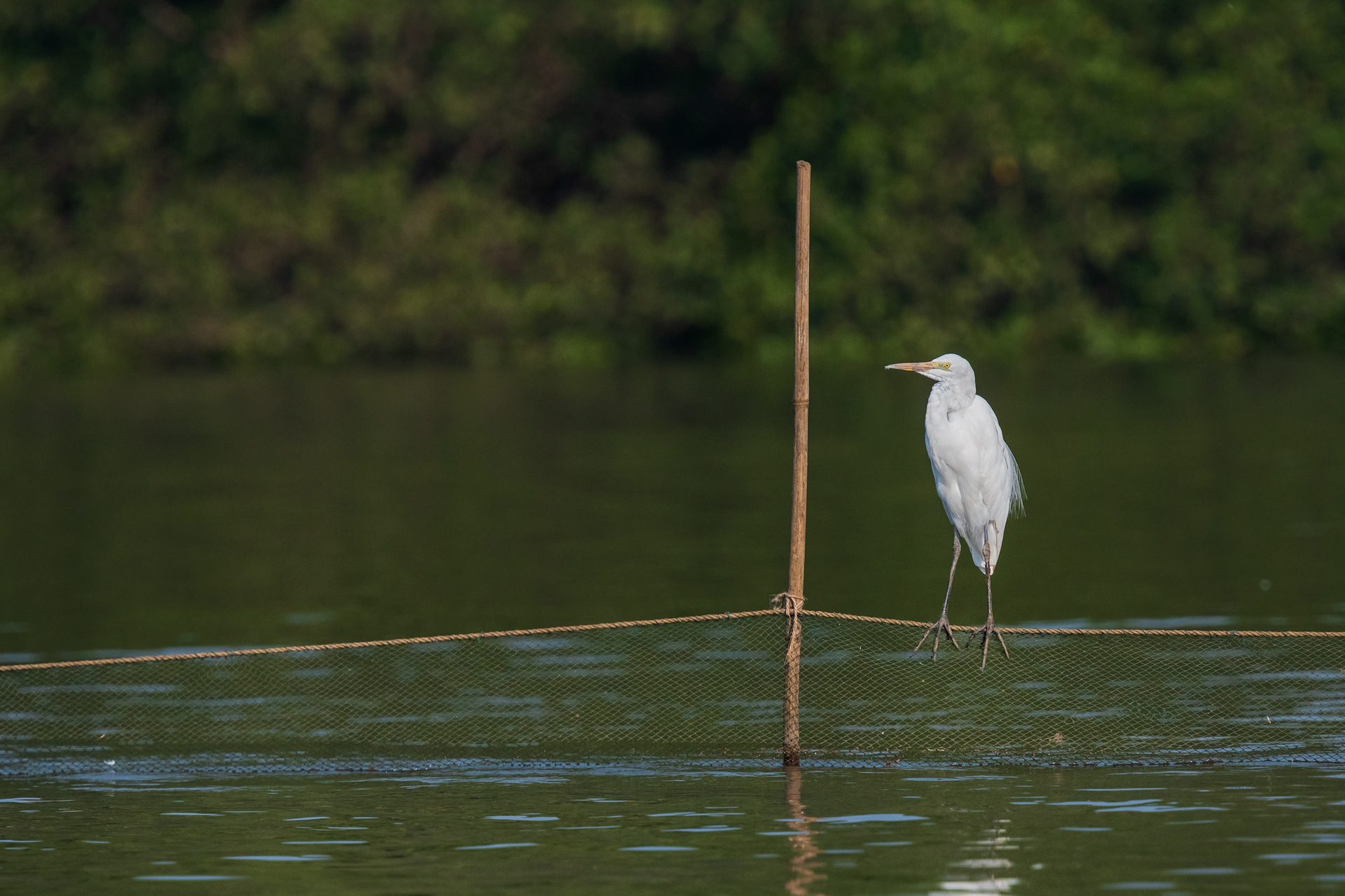 Great Egret