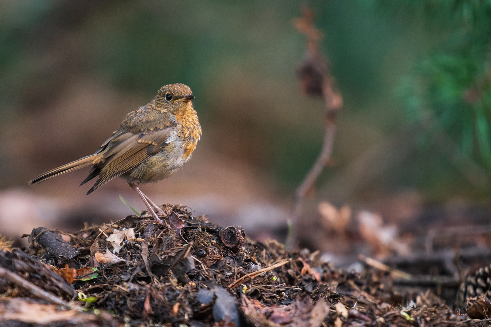 European Robin