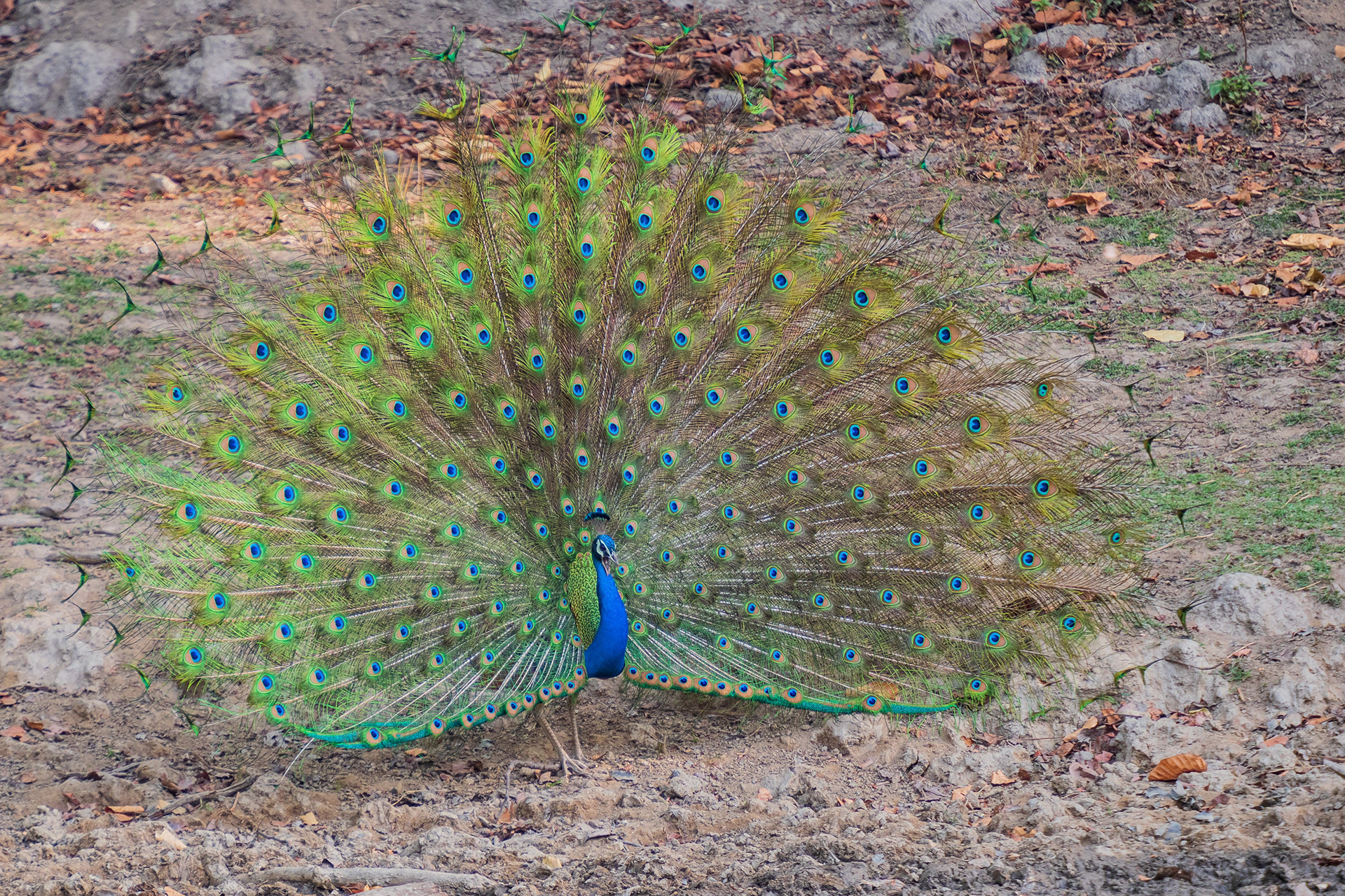 Indian Peafowl