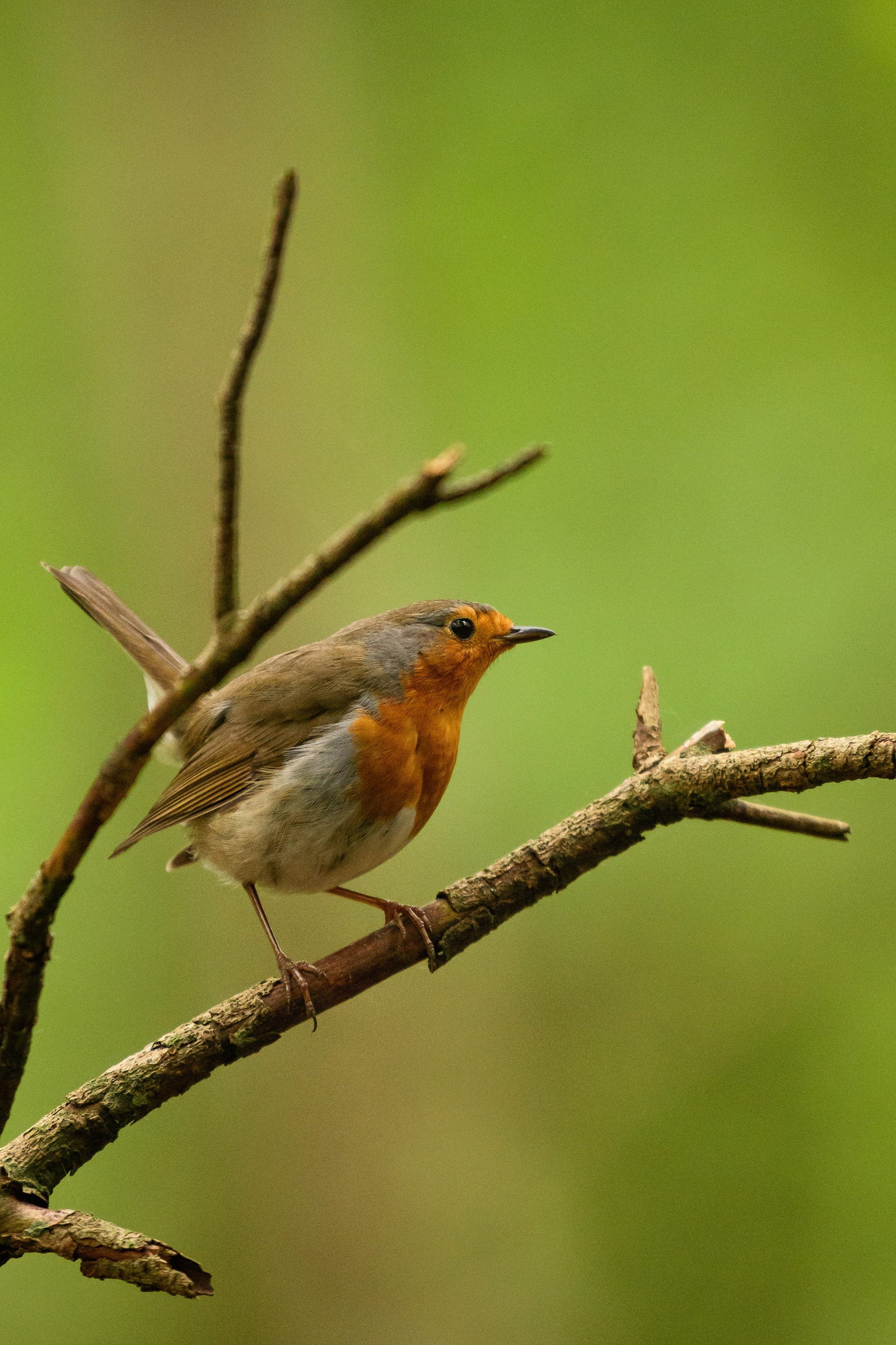European Robin