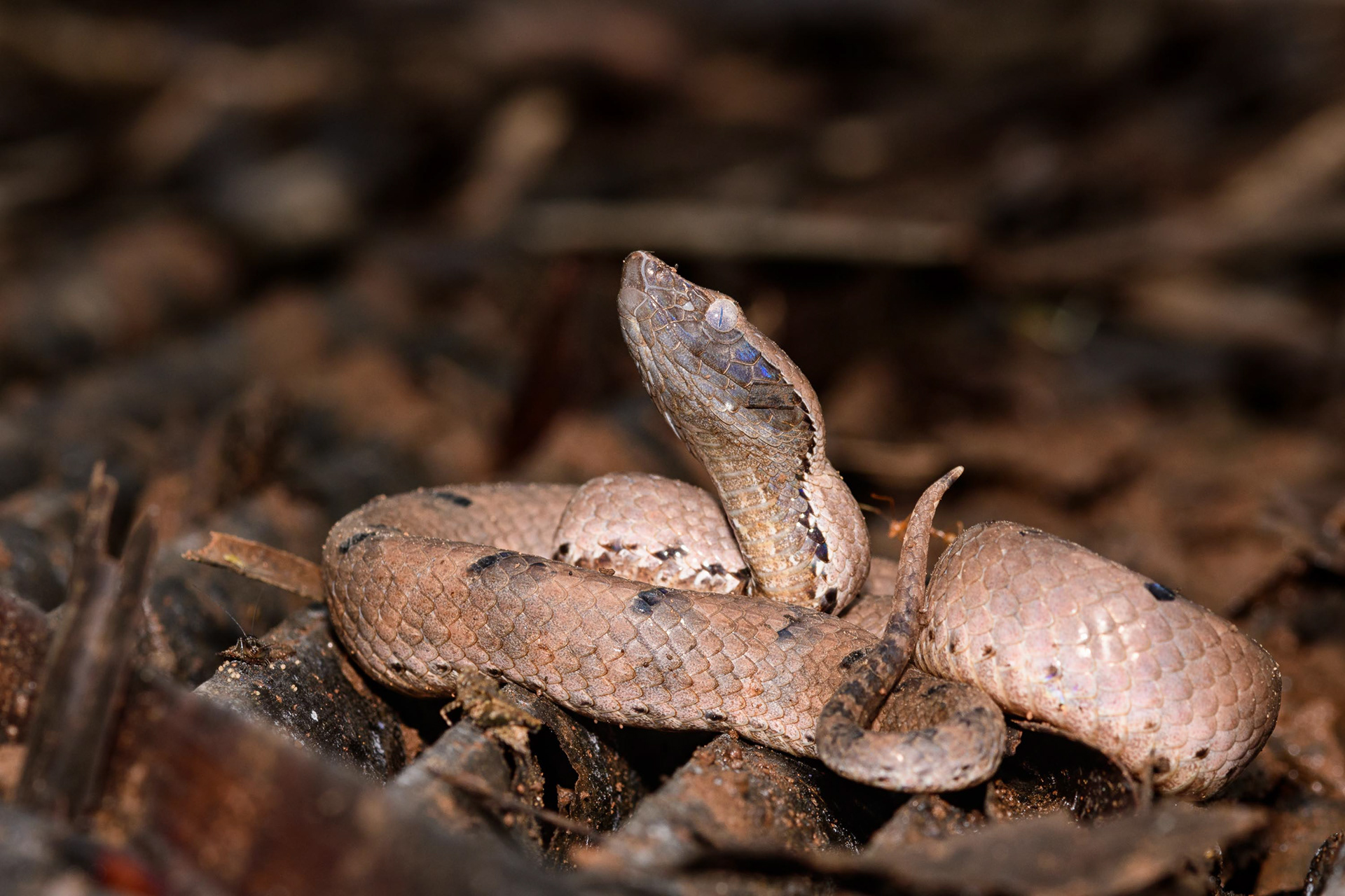 Hump-Nosed Pit Viper