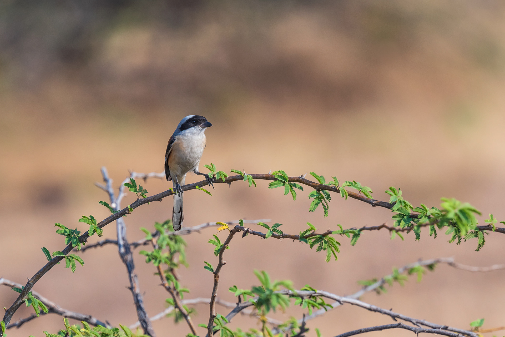Bay-backed Shrike