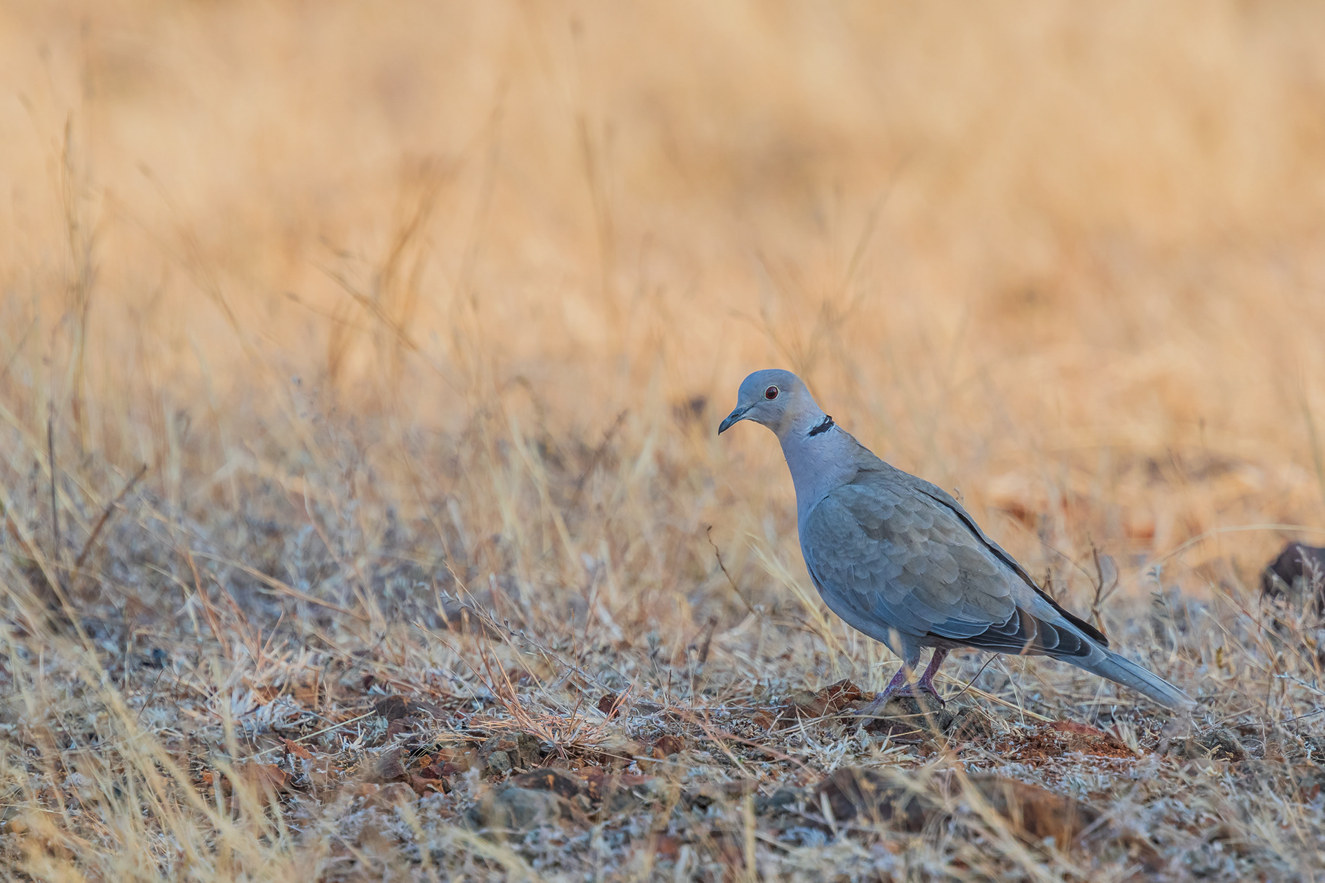 Eurasian Collared Dove