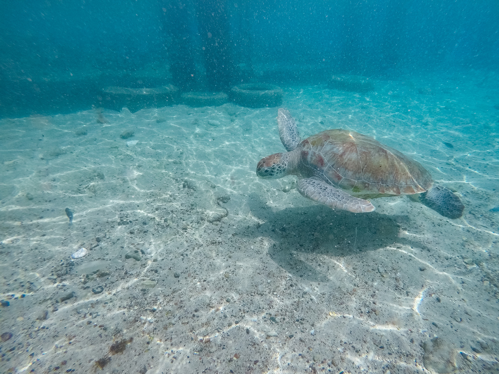 Green Sea Turtle