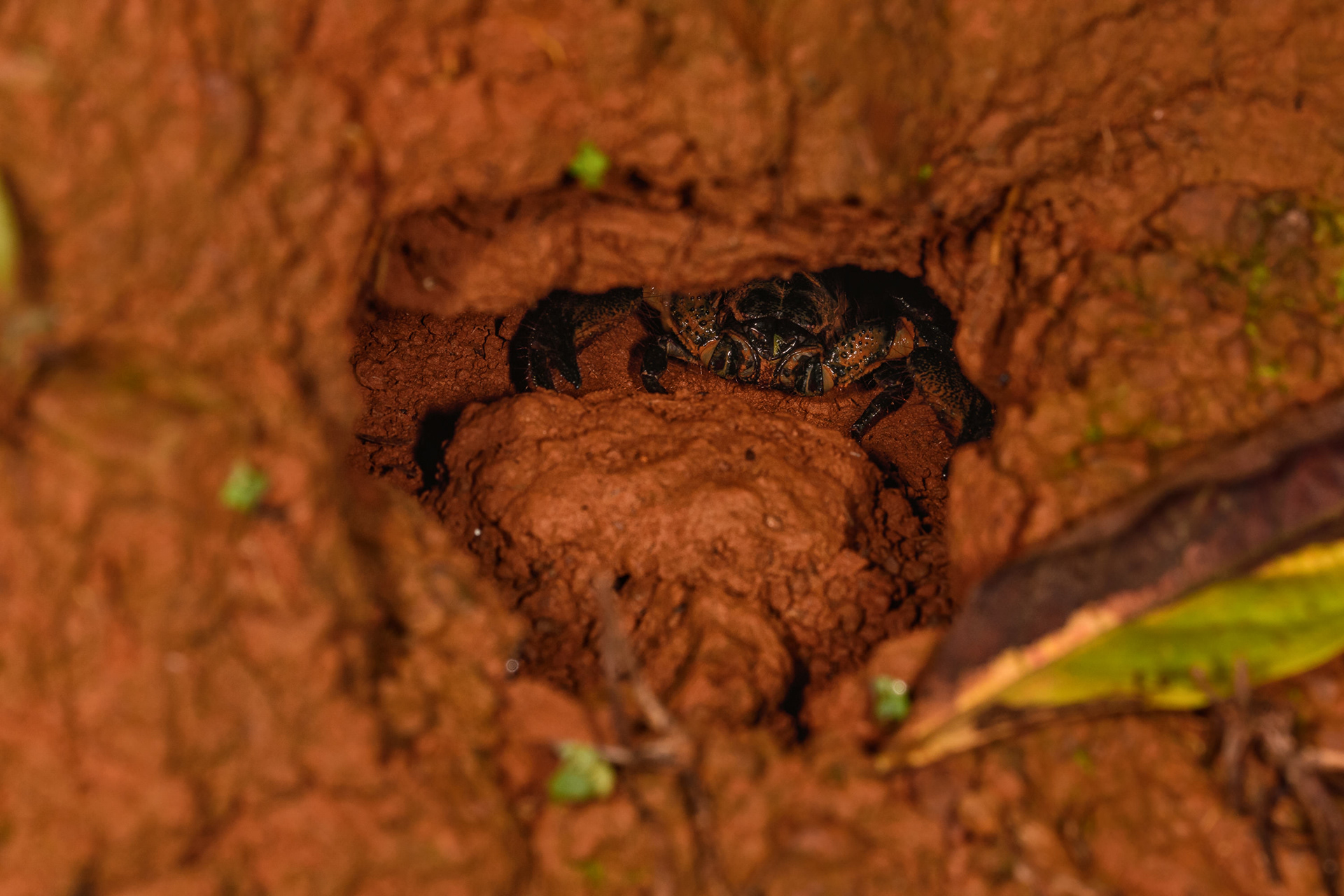 A scorpion in its hide