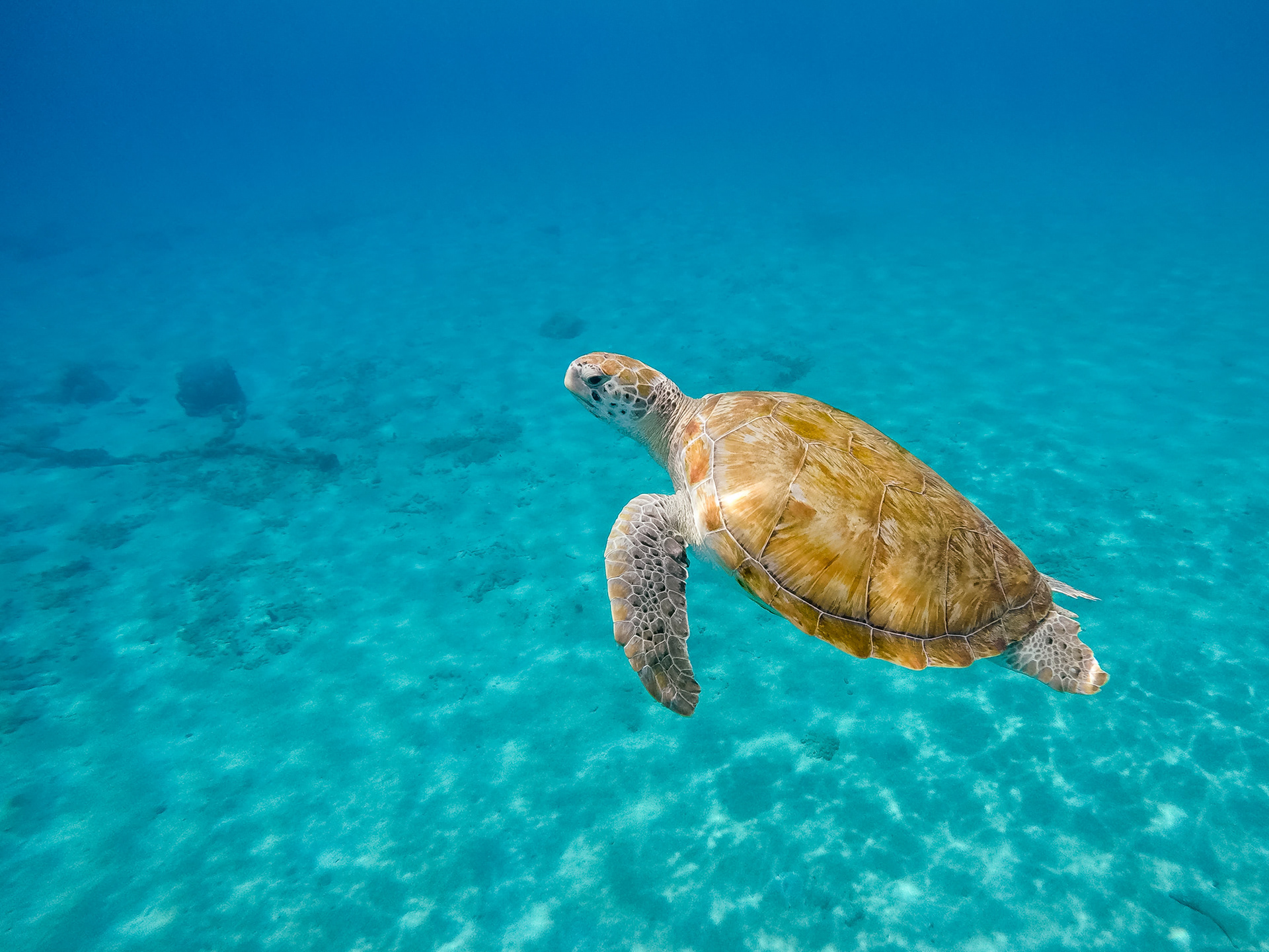 Green Sea Turtle