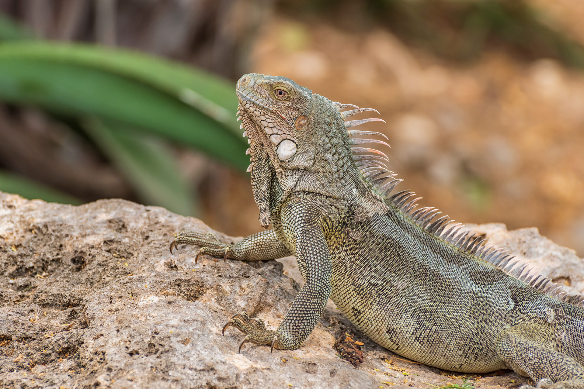 Green Iguana