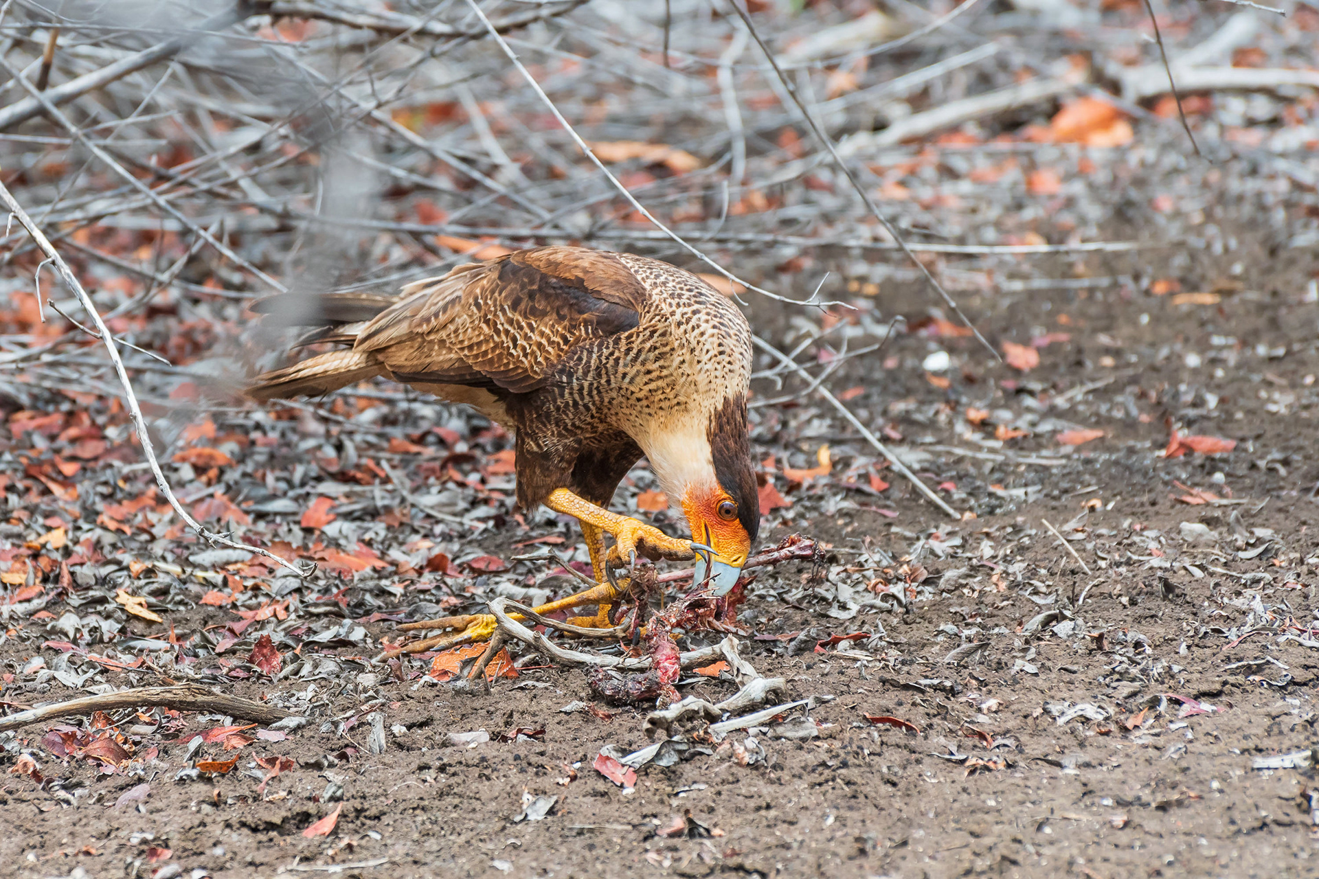 Northern Crested Caracara