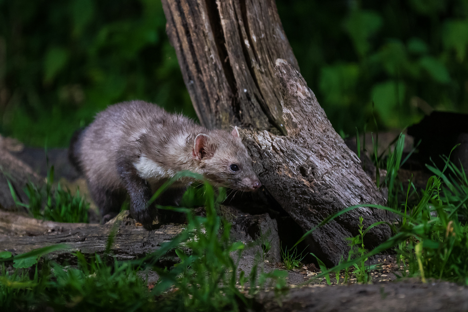 Beech Marten (steenmarter)