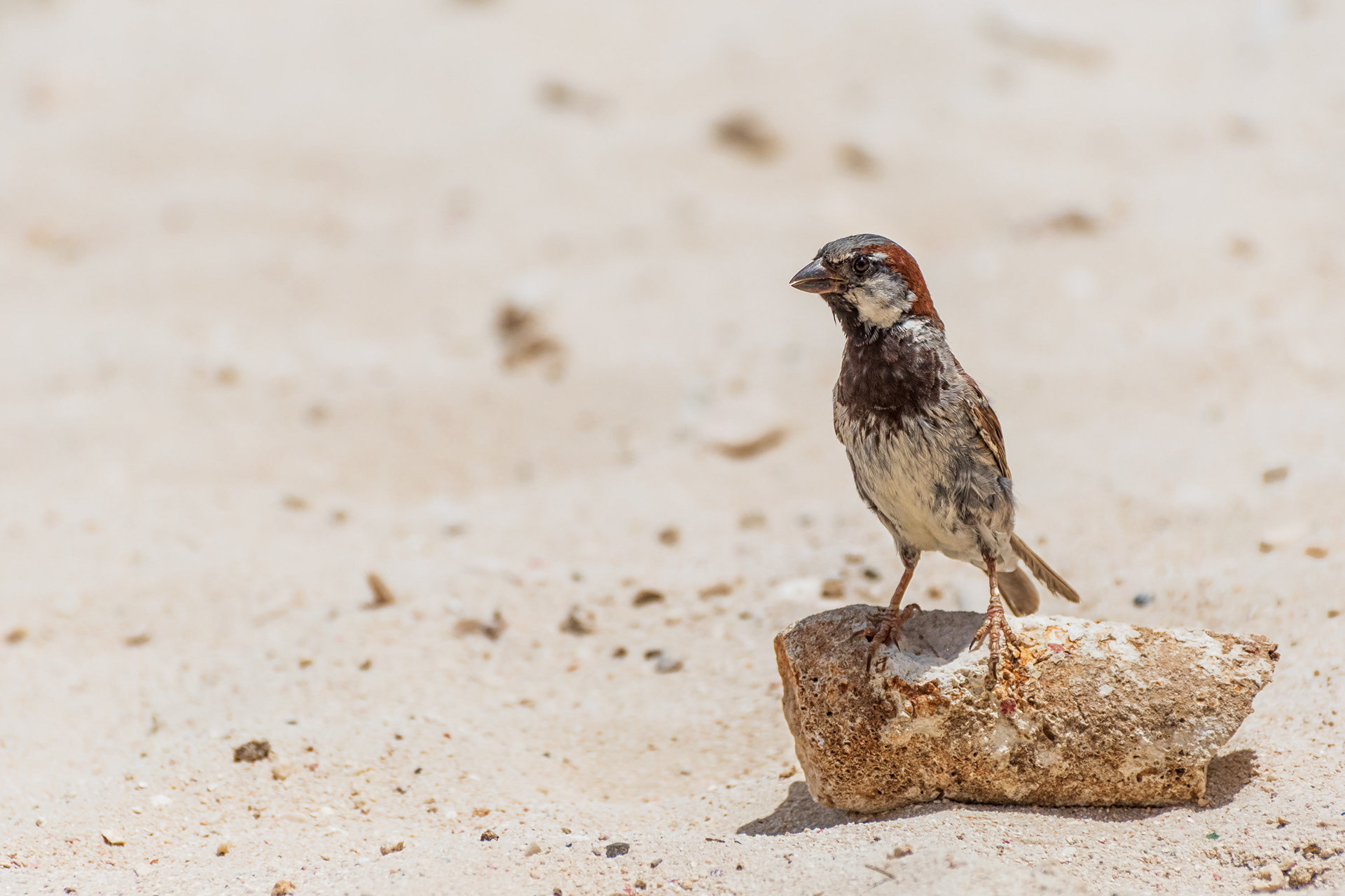House Sparrow