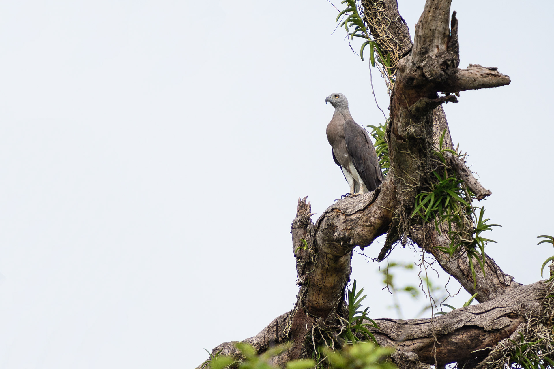 Grey-Headed Fish Eagle
