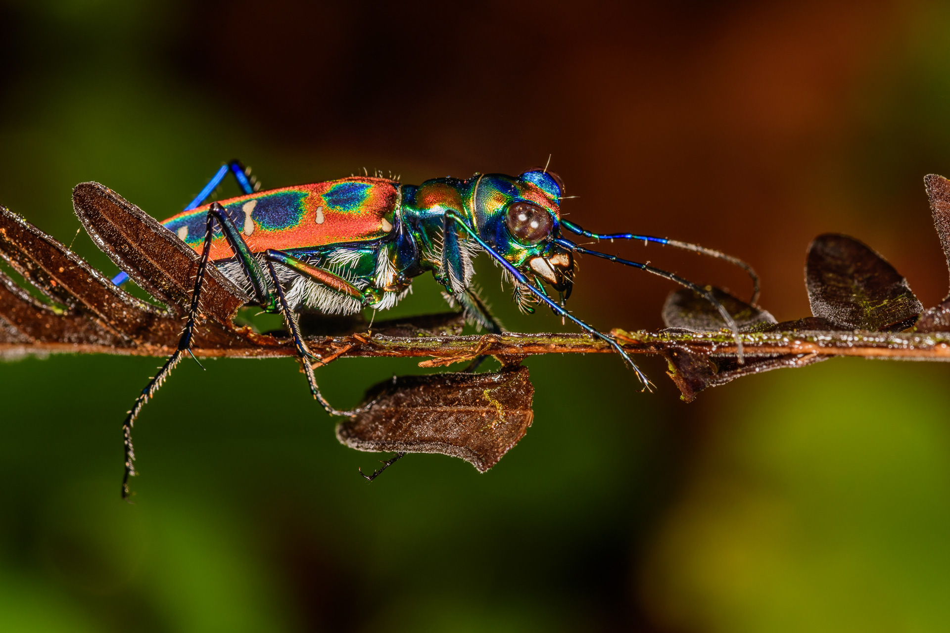 Tiger Beetle