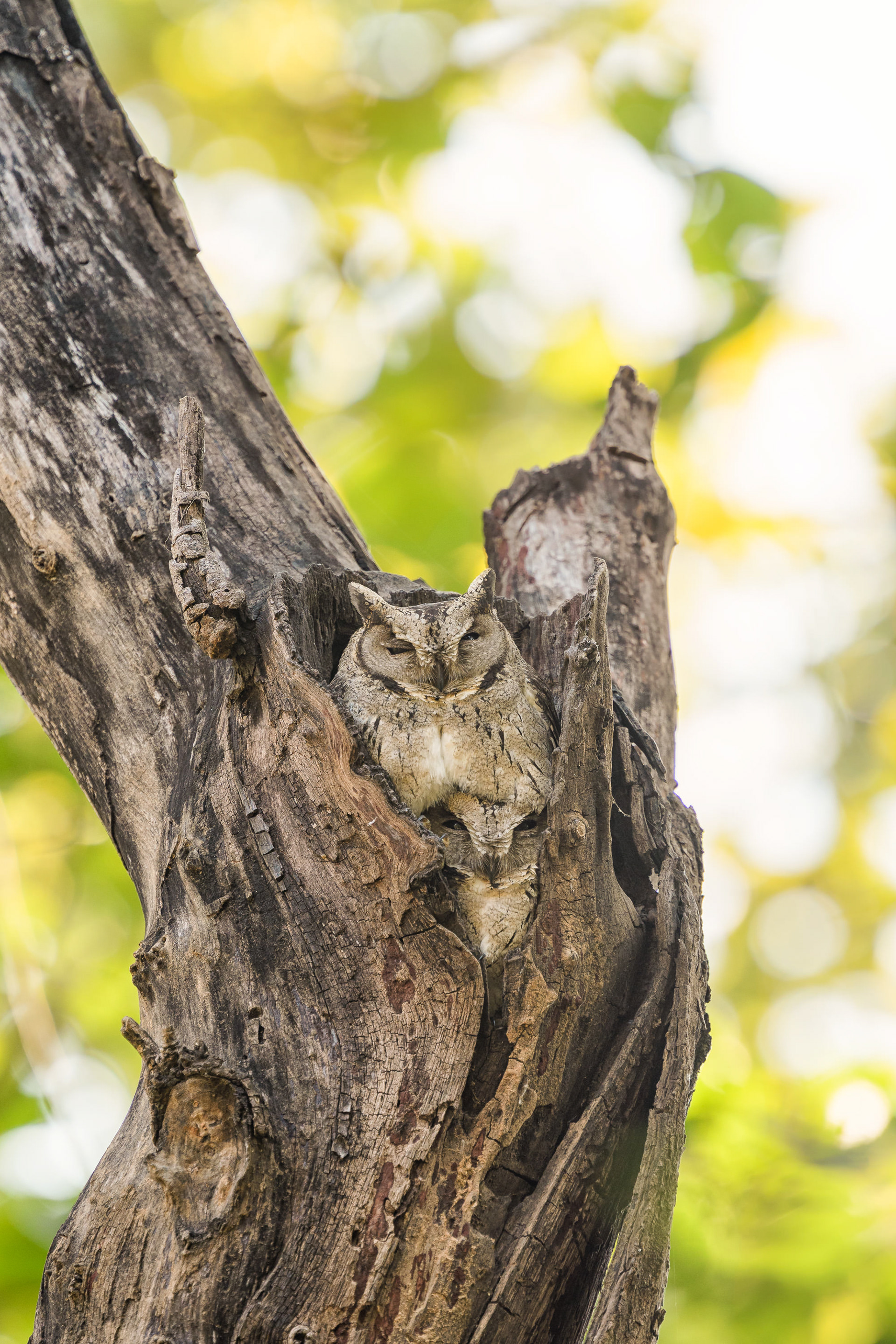 Indian Scops Owl