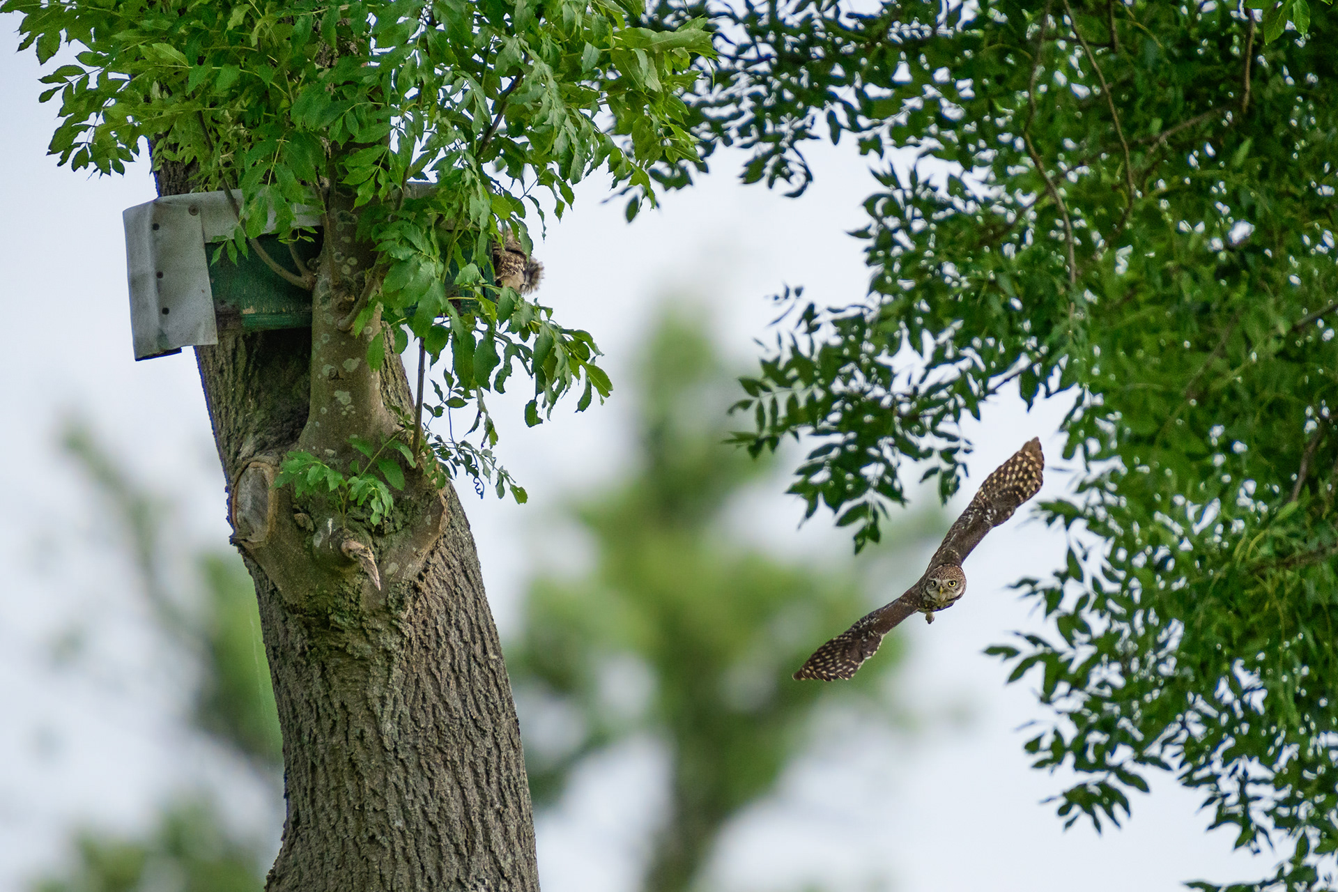 Adult flying from the nesting box