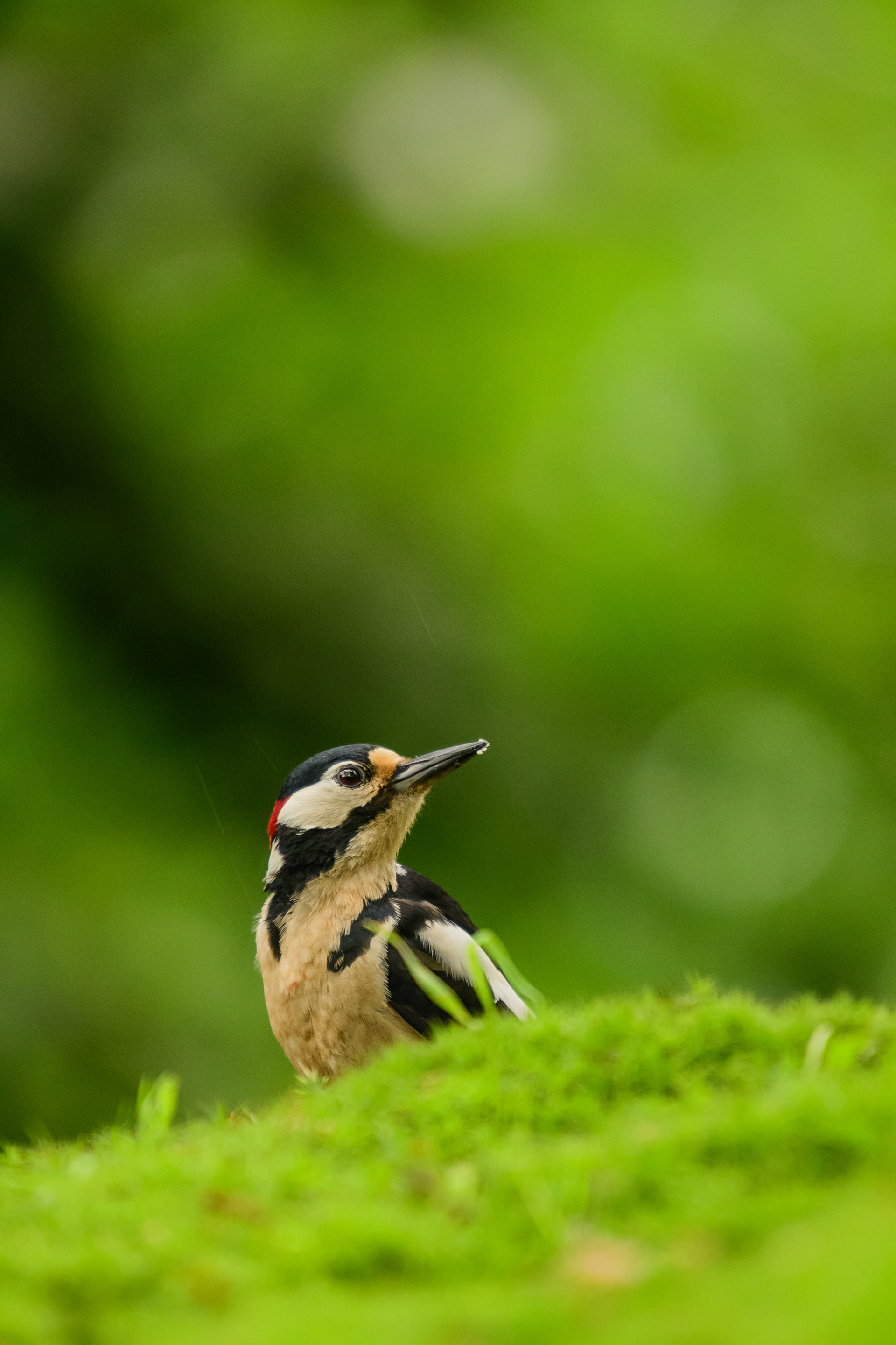 Great Spotted Woodpecker (adult)