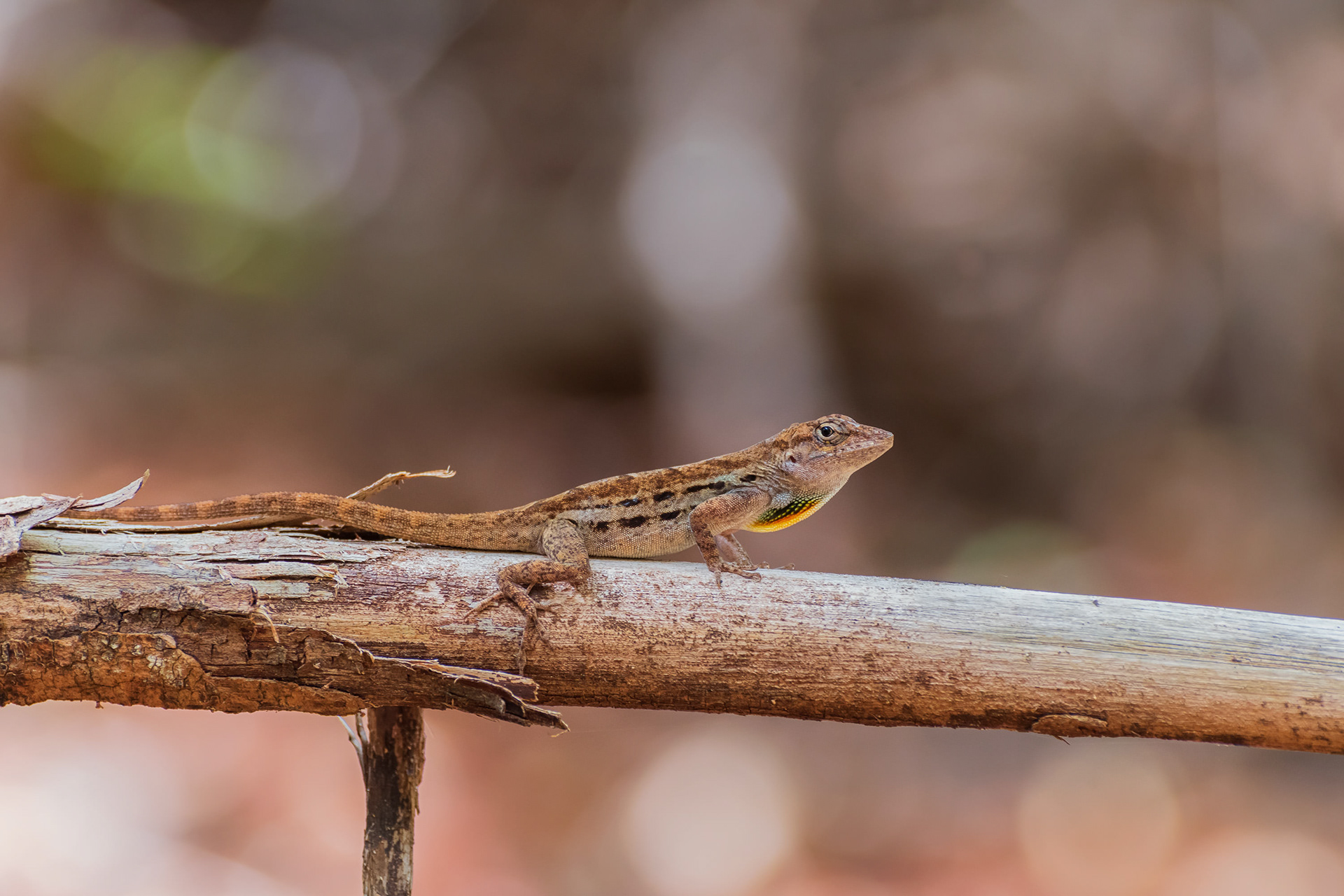 Anole