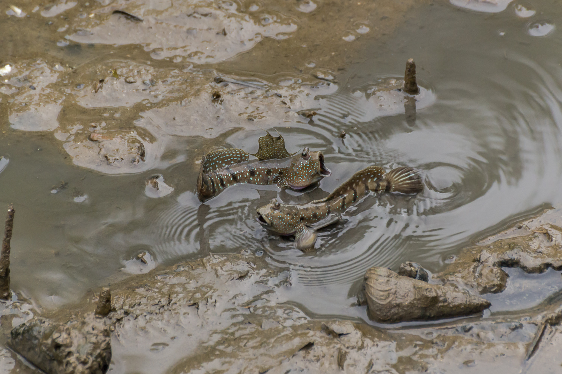 Blue-spotted mudskippers