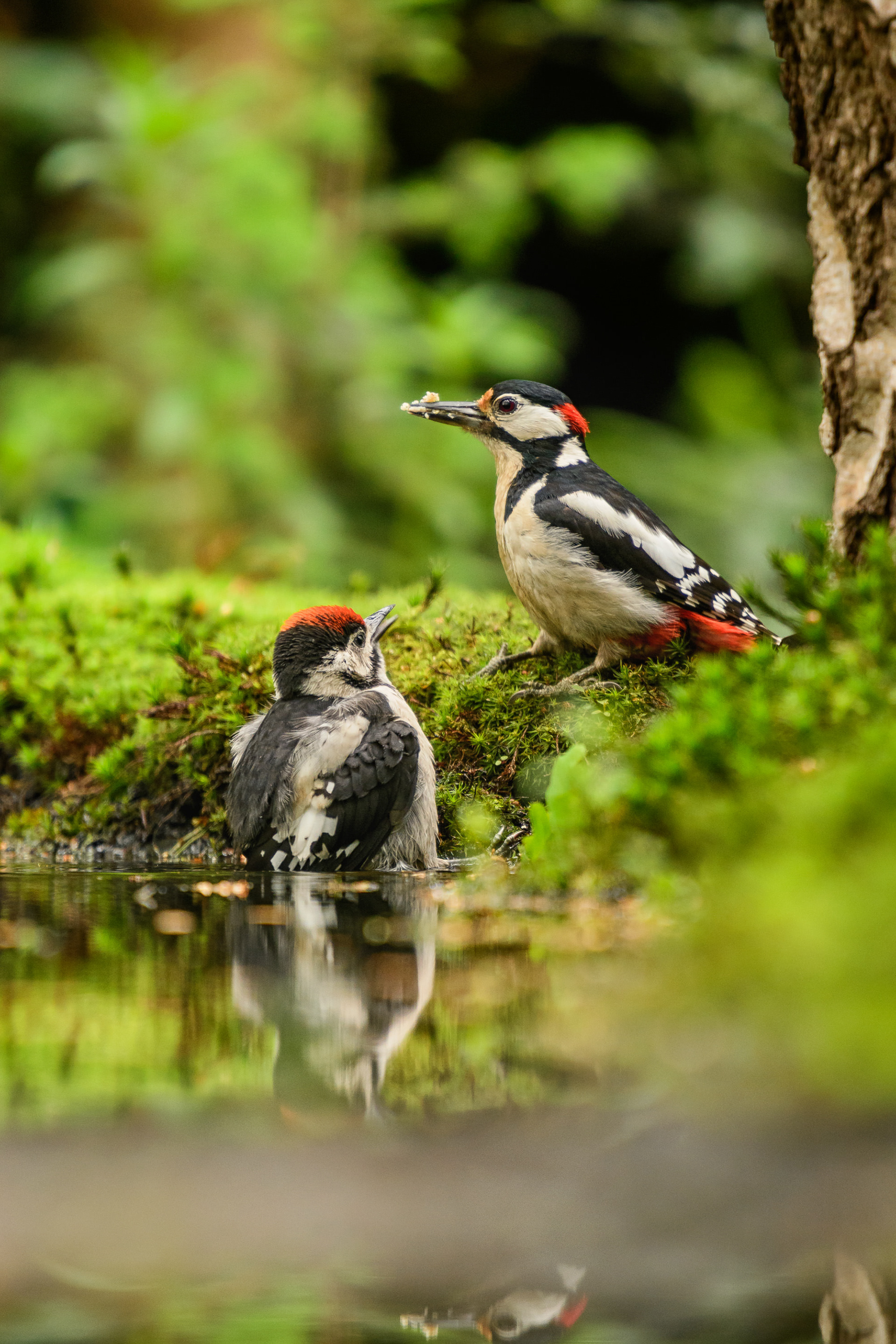 Great Spotted Woodpecker (adult and juvenile)