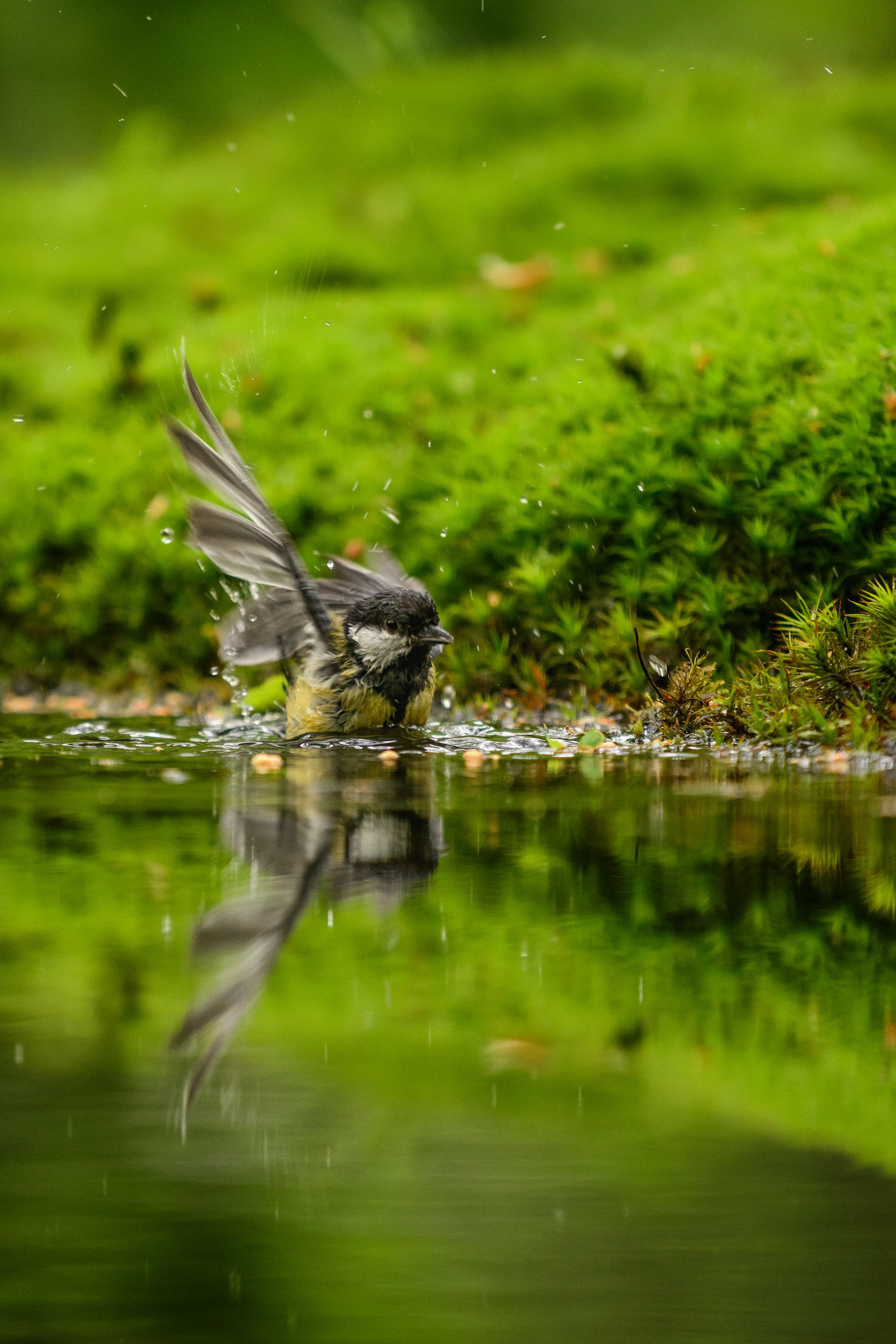 Great Tit