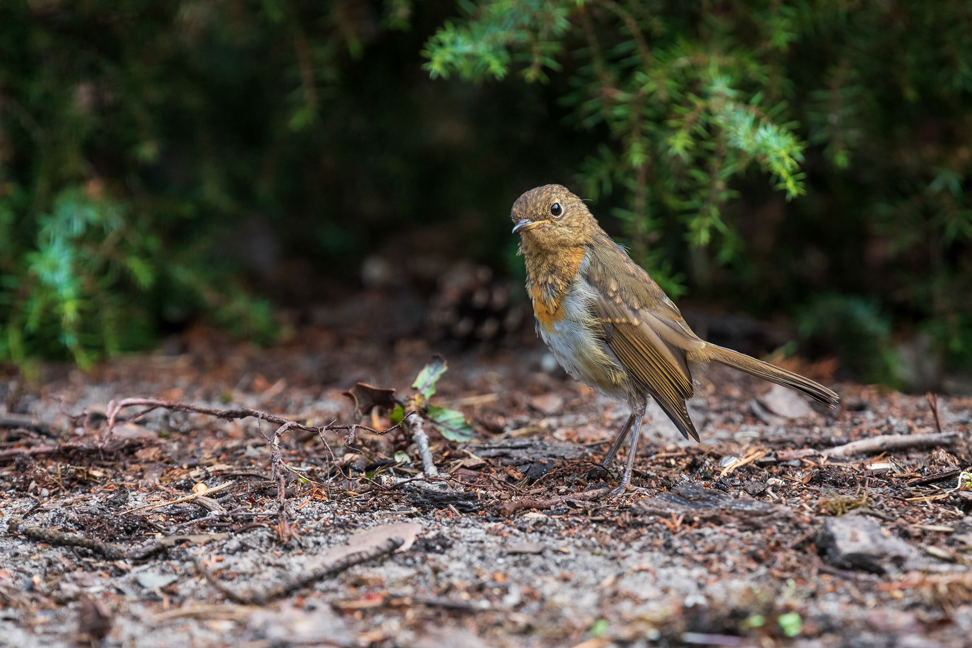 European Robin