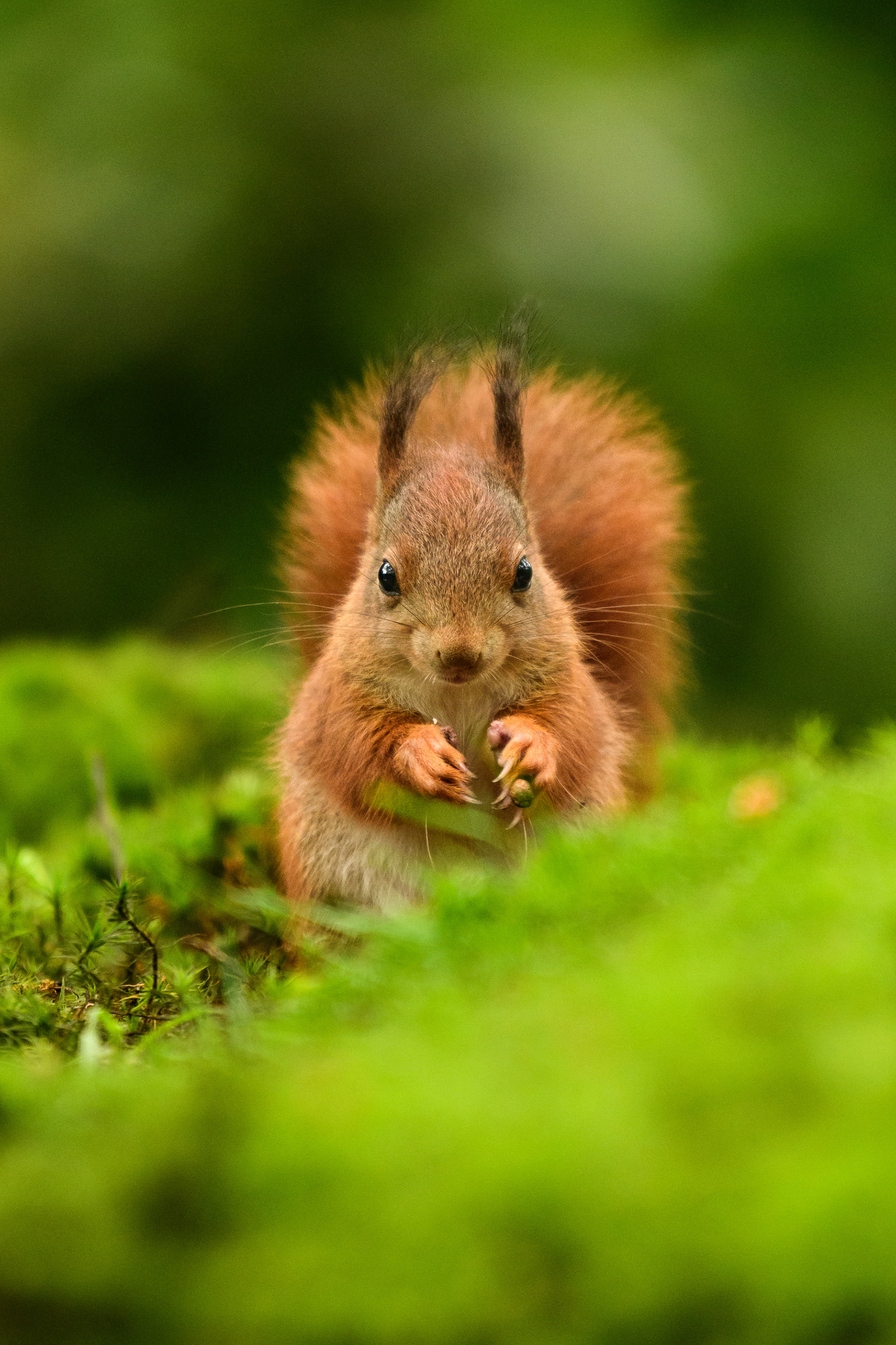 Red Squirrel