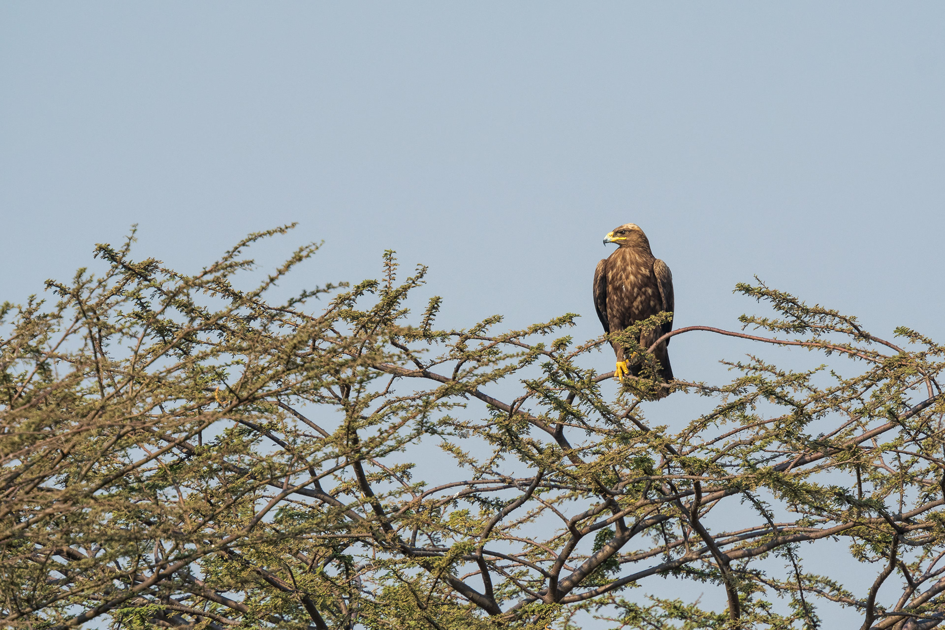 Steppe Eagle