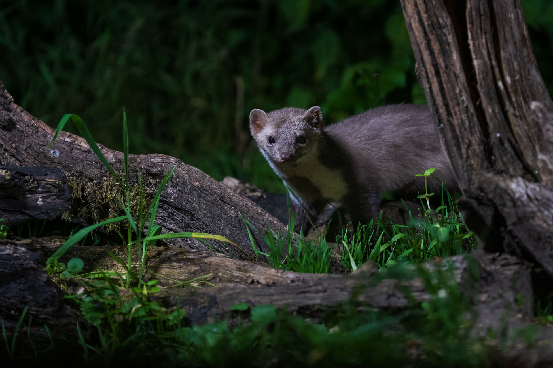 Beech Marten (steenmarter)