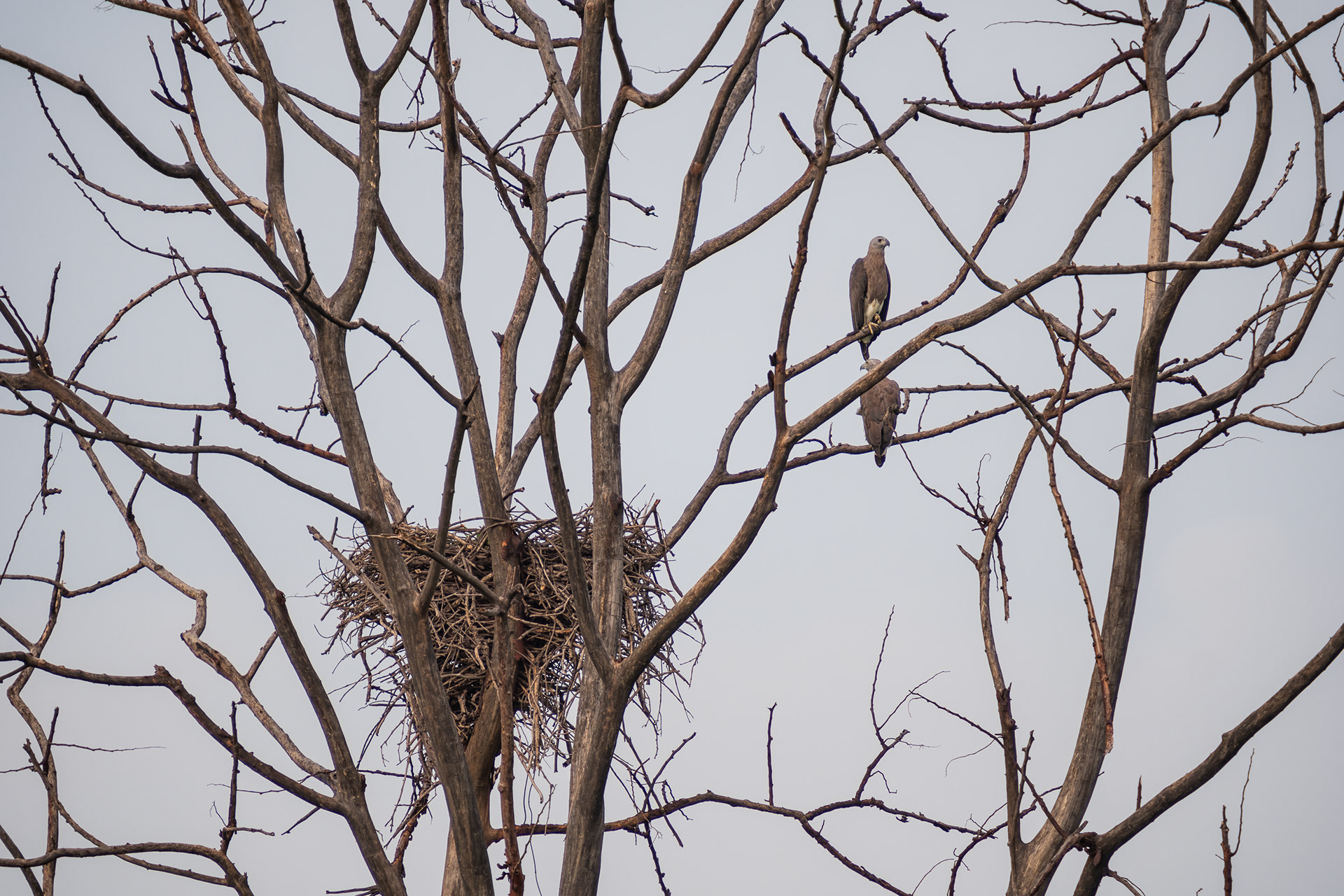 Grey-Headed Fish Eagle and their nest