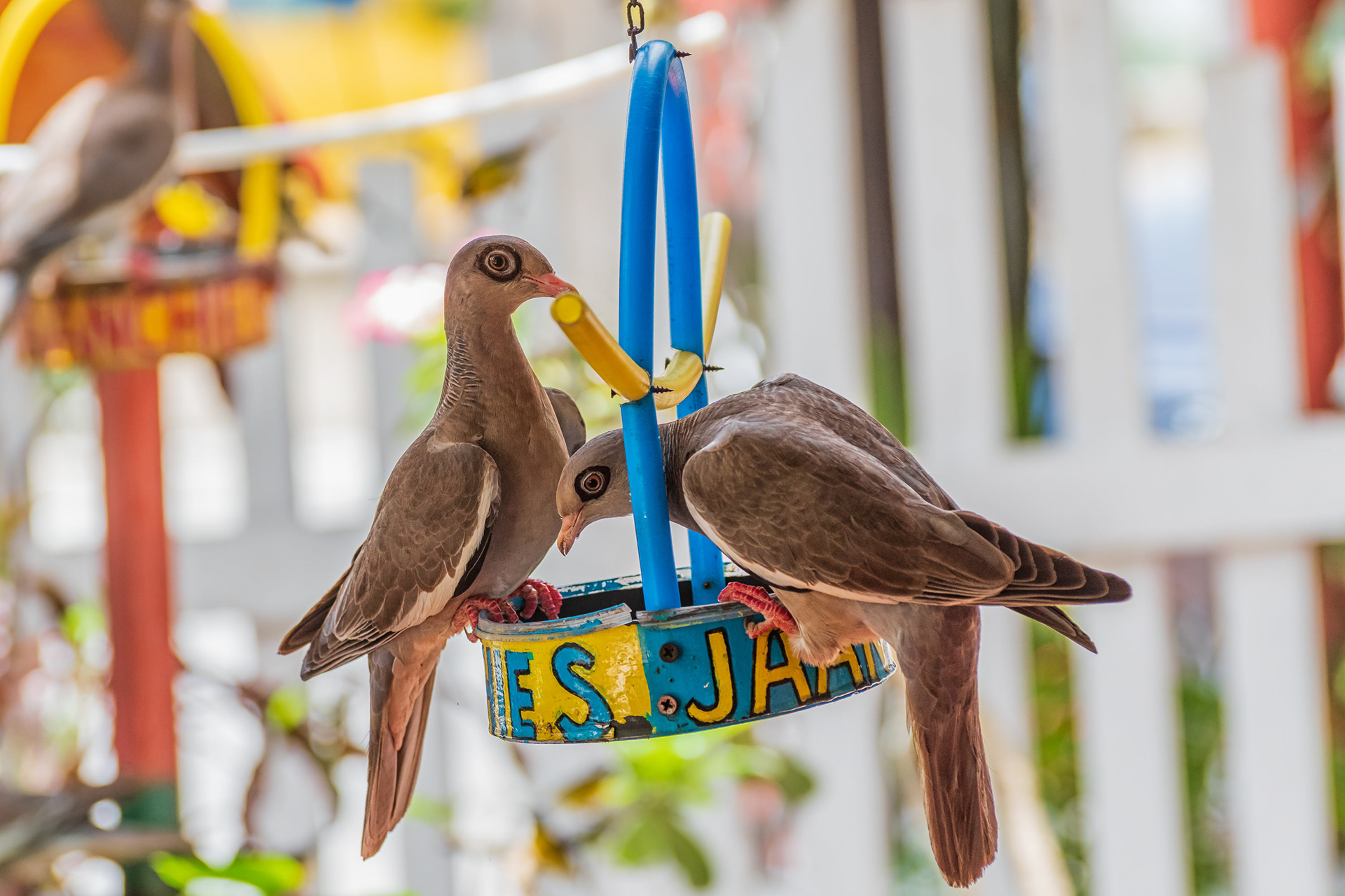 Bare-Eyed Pigeon