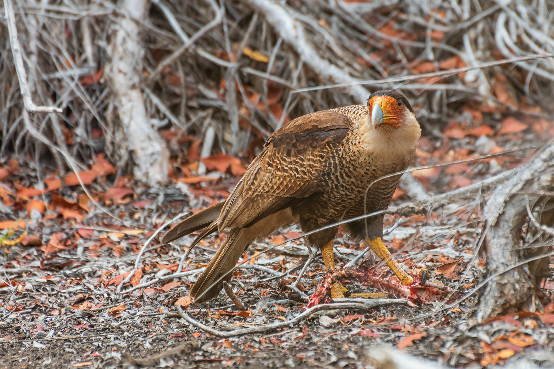 Northern Crested Caracara