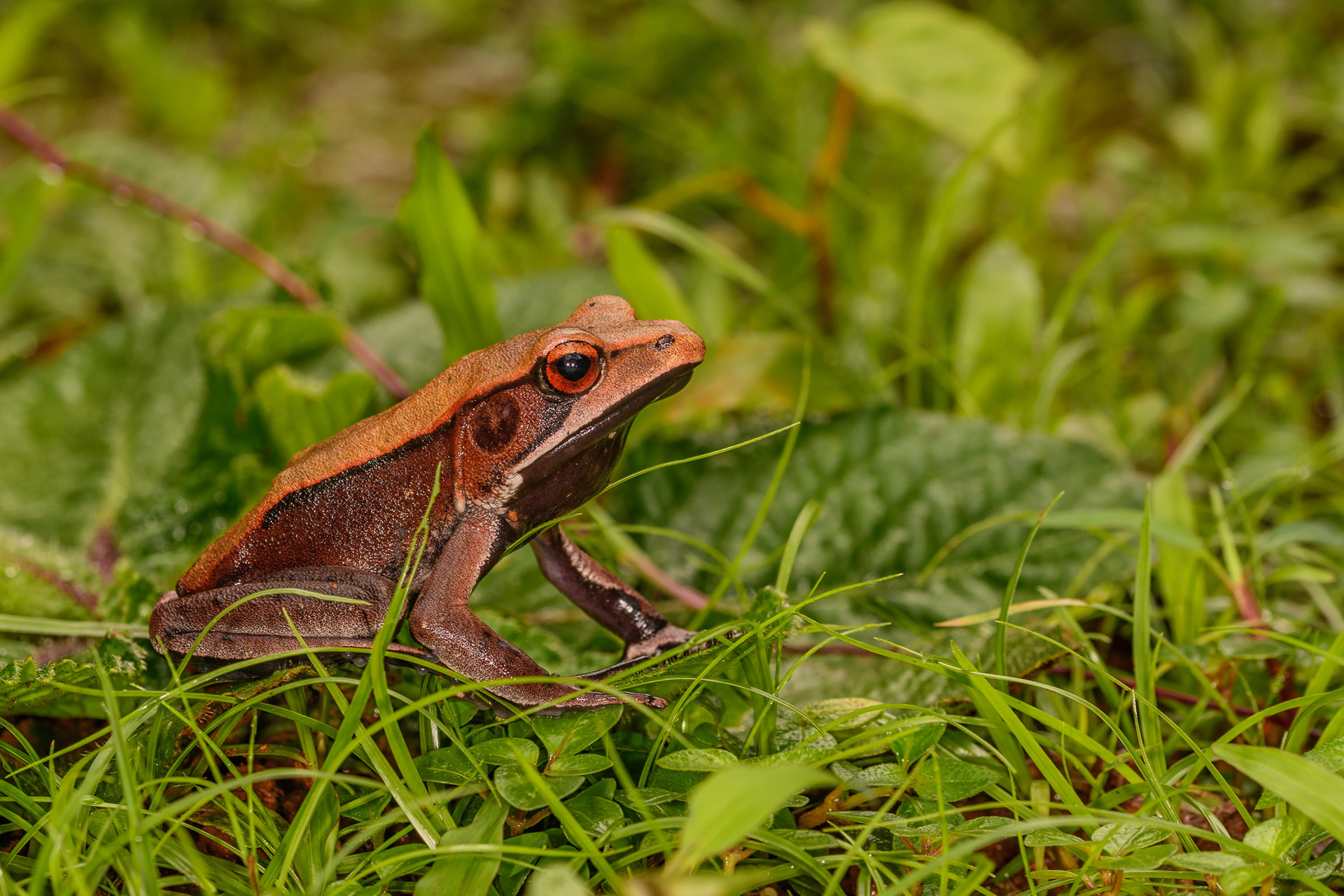 Bi-colored Frog