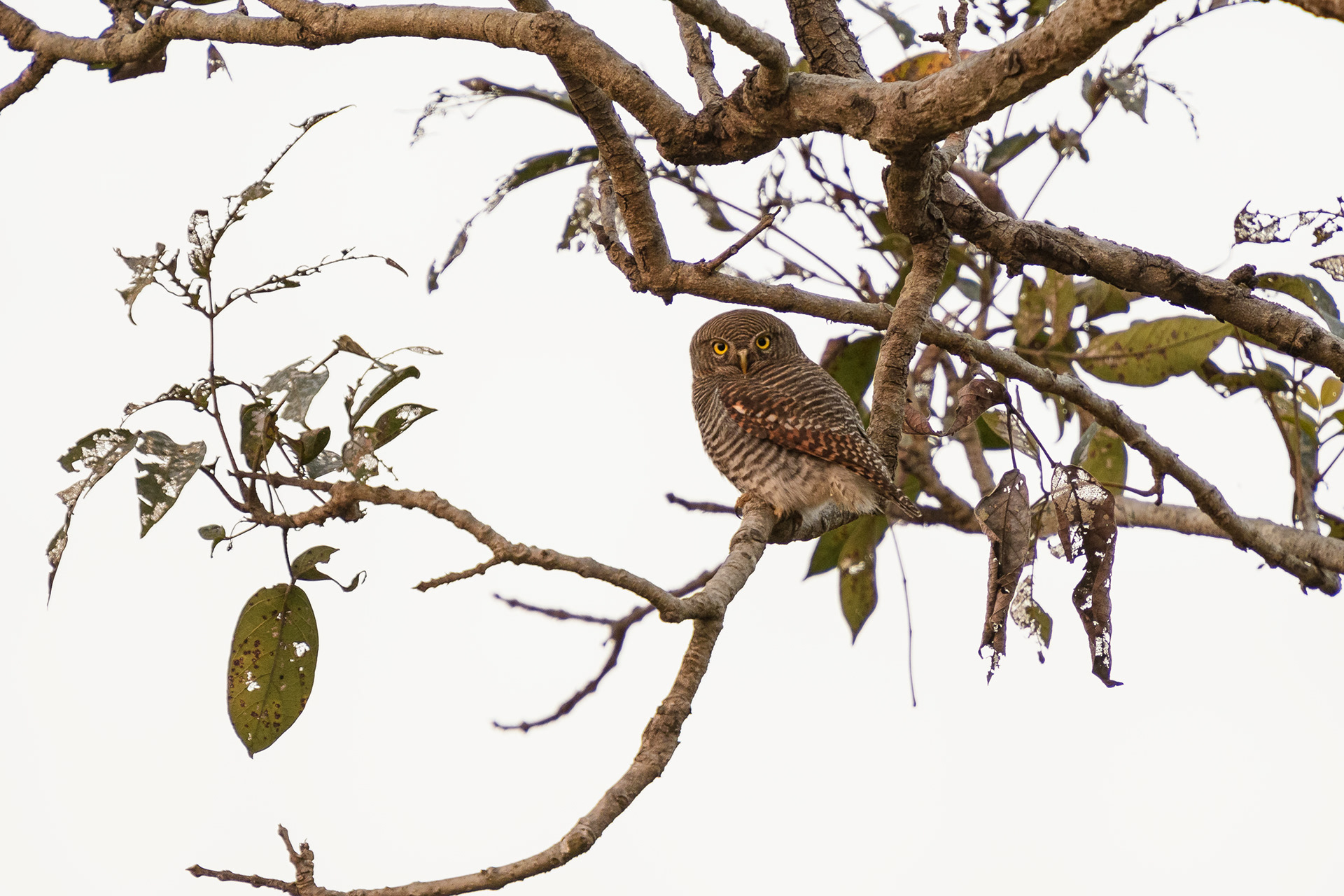 Jungle Owlet
